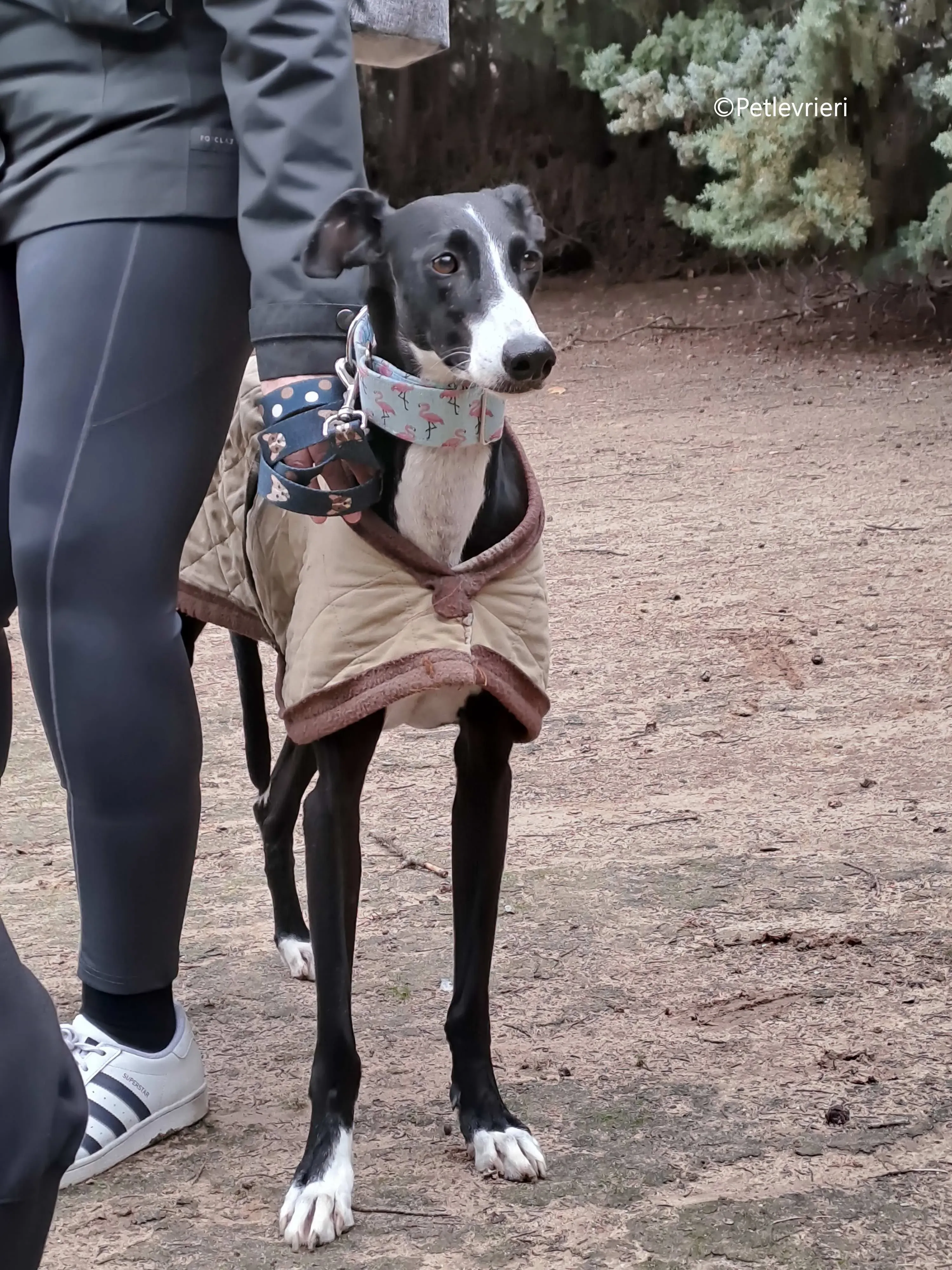 brigida adozione levrieri galgo 14