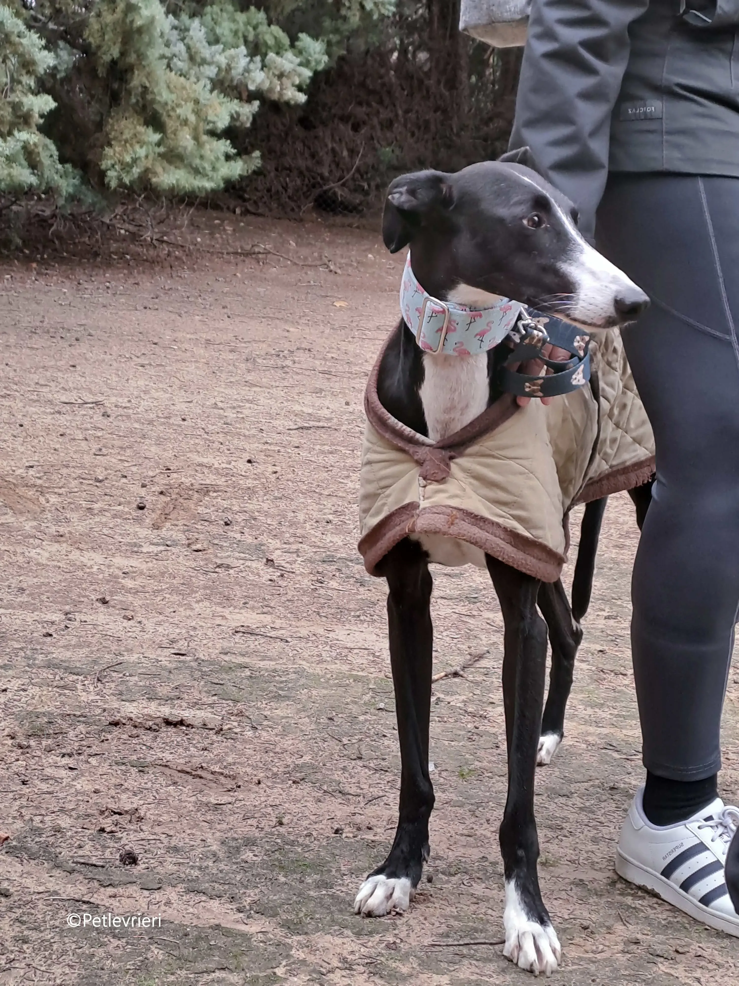 brigida adozione levrieri galgo 15