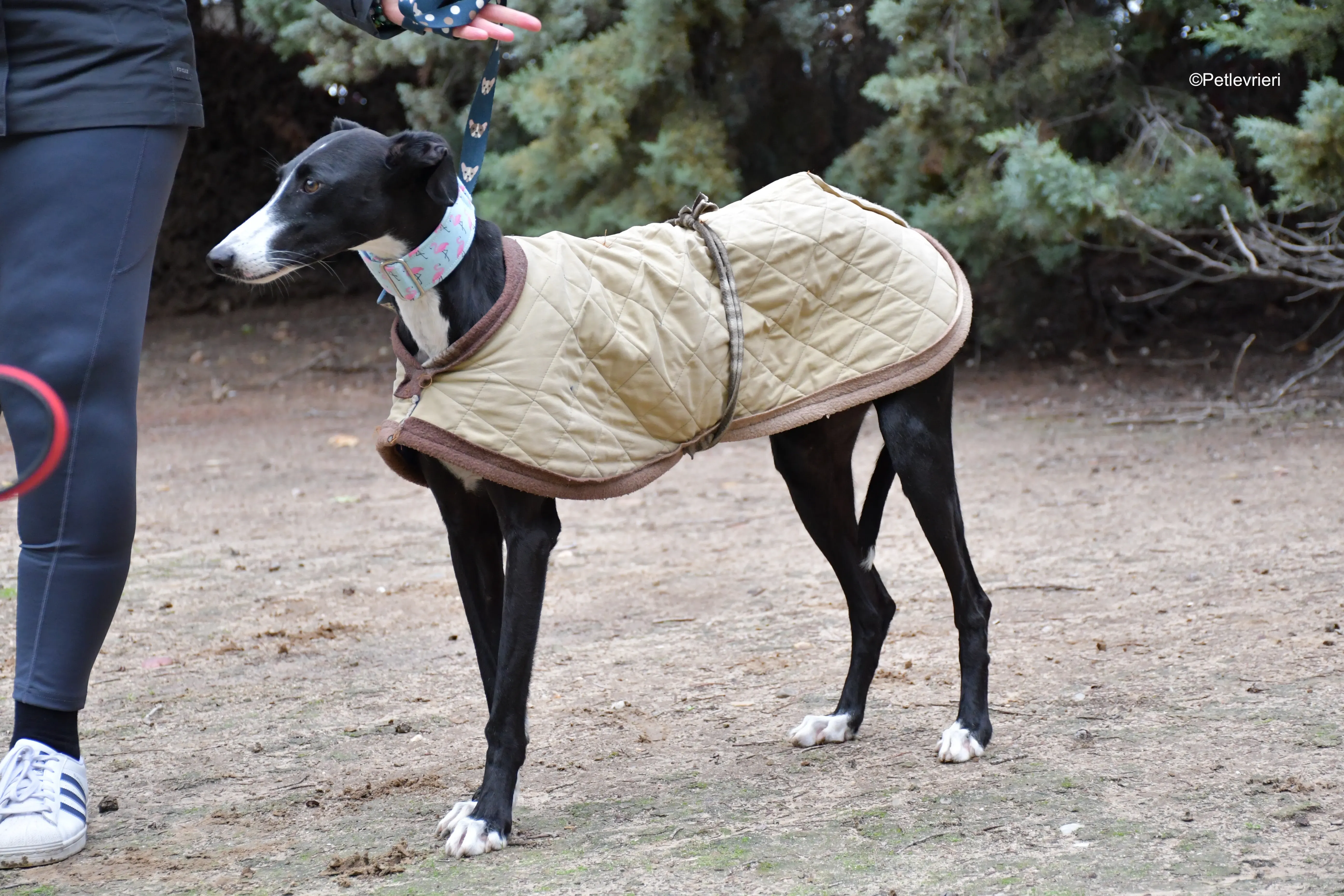 brigida adozione levrieri galgo 2