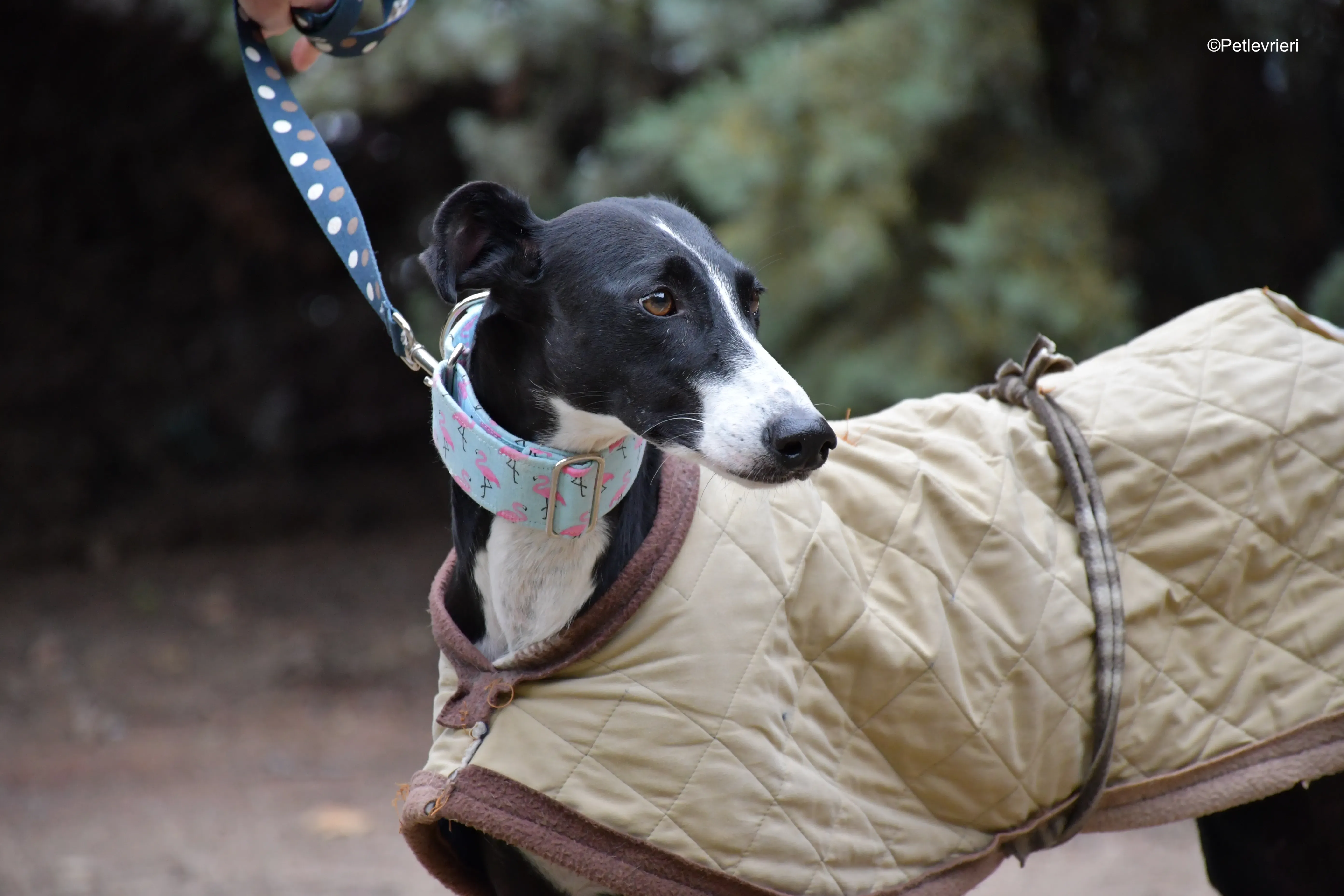 brigida adozione levrieri galgo 3