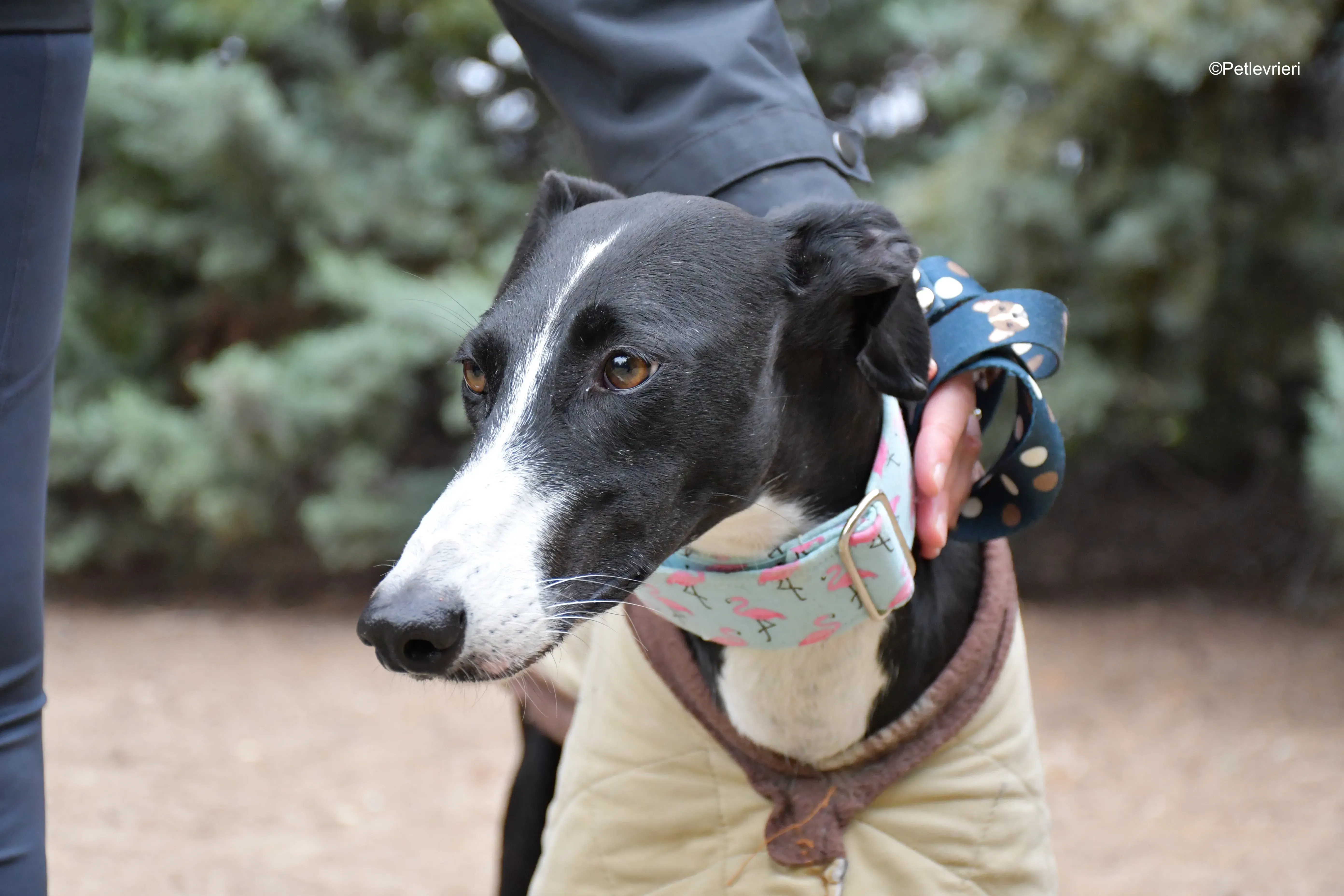 brigida adozione levrieri galgo 4