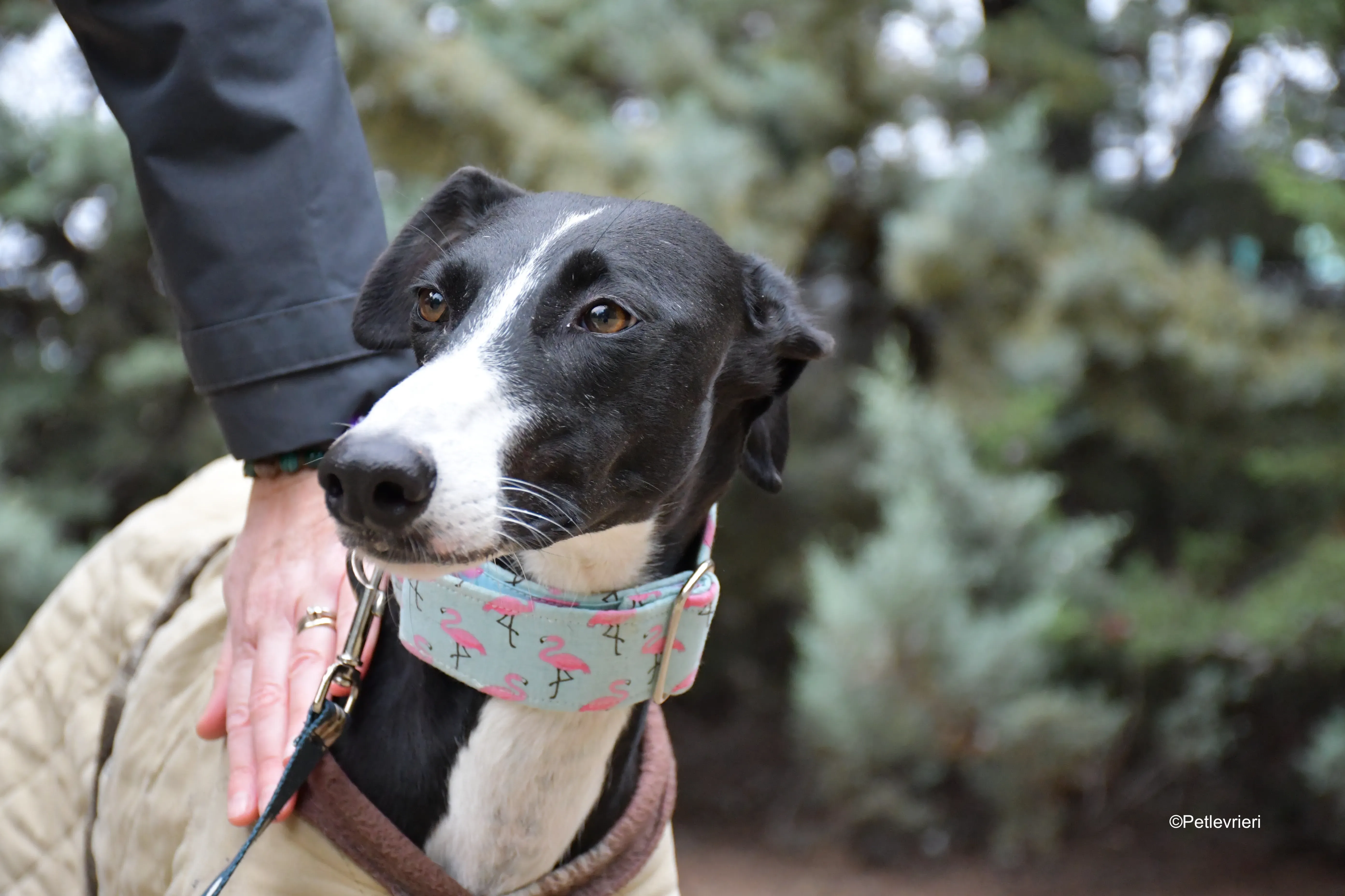 brigida adozione levrieri galgo 5