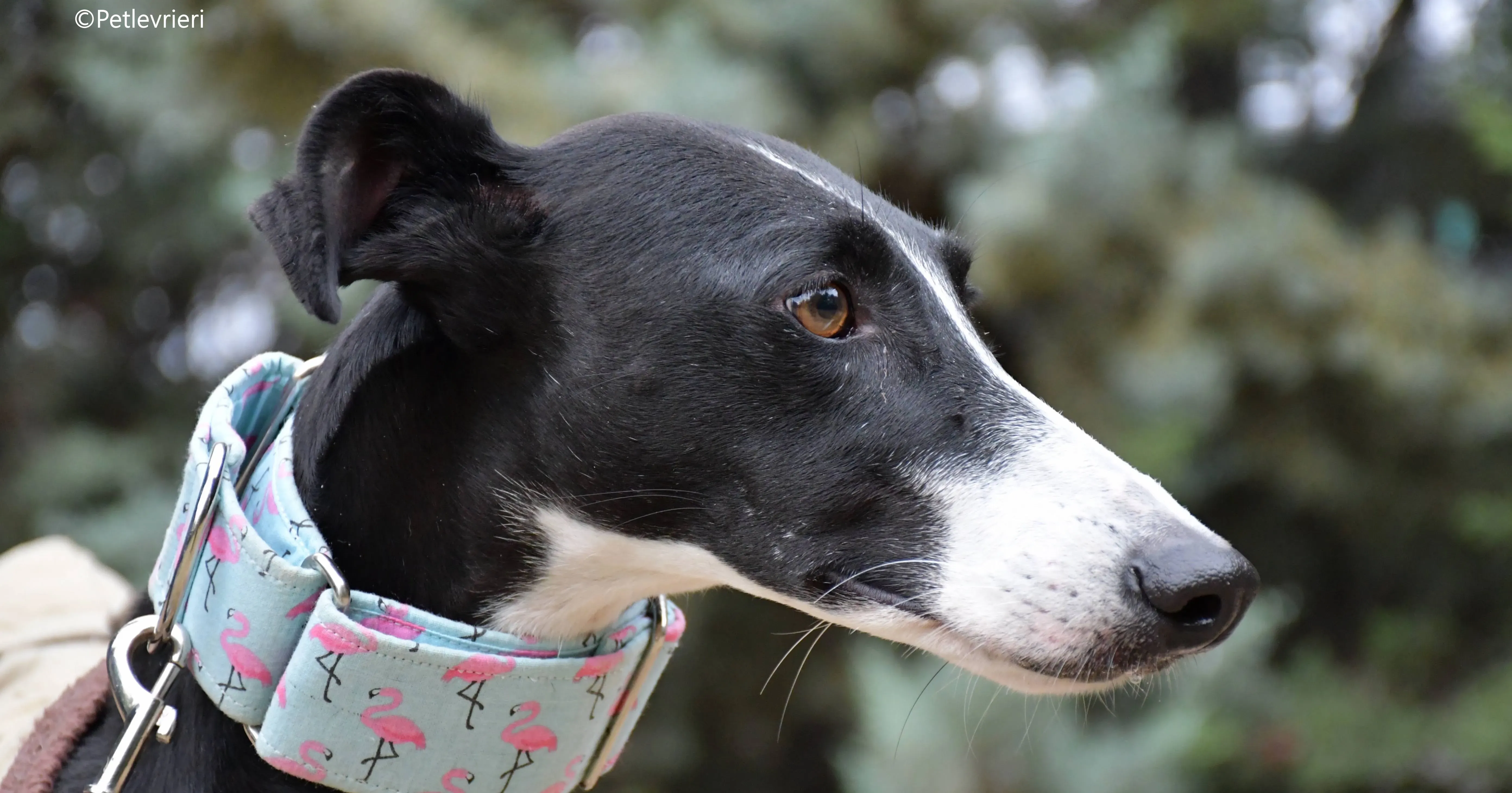 brigida adozione levrieri galgo 6 2