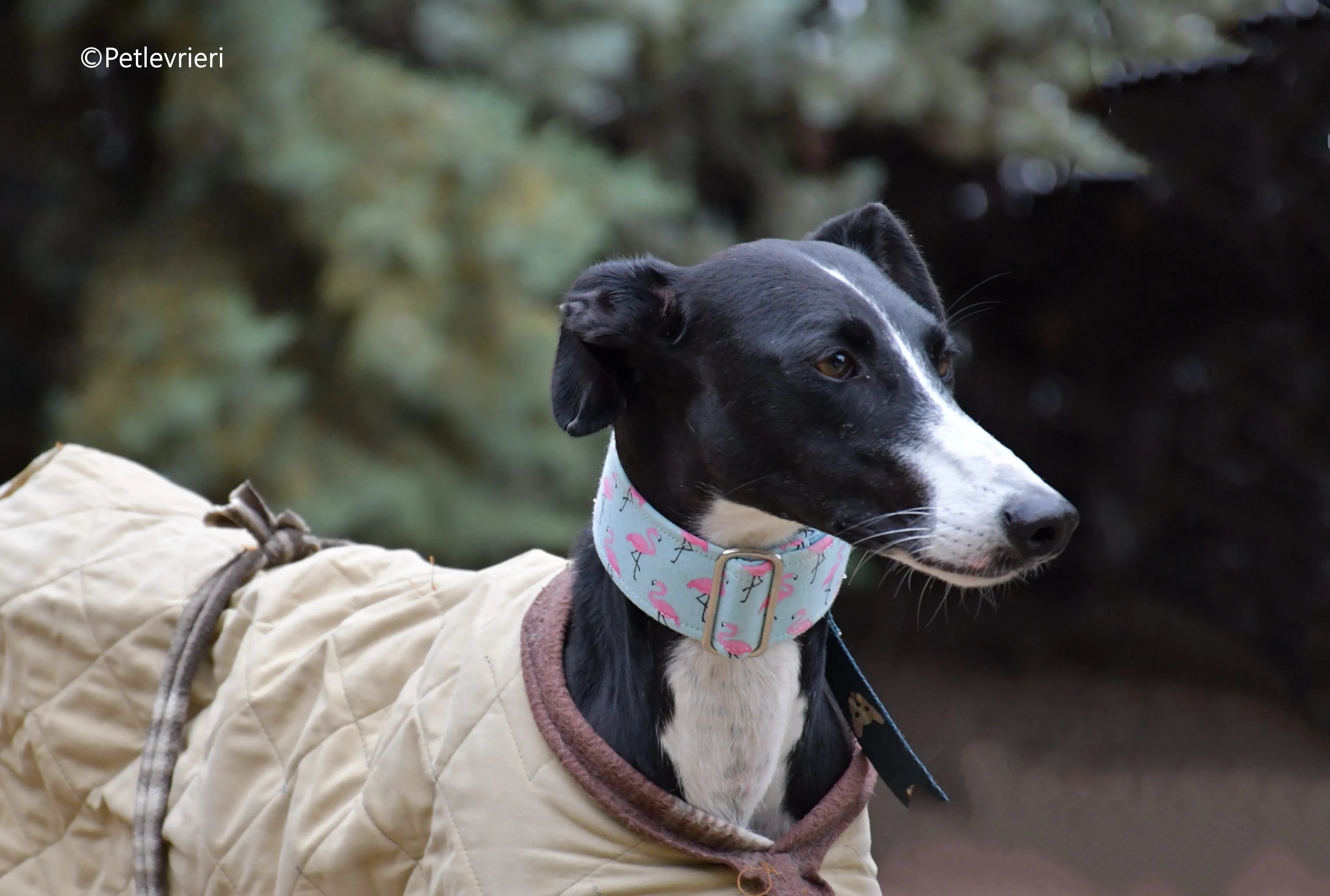 brigida adozione levrieri galgo 6b 1