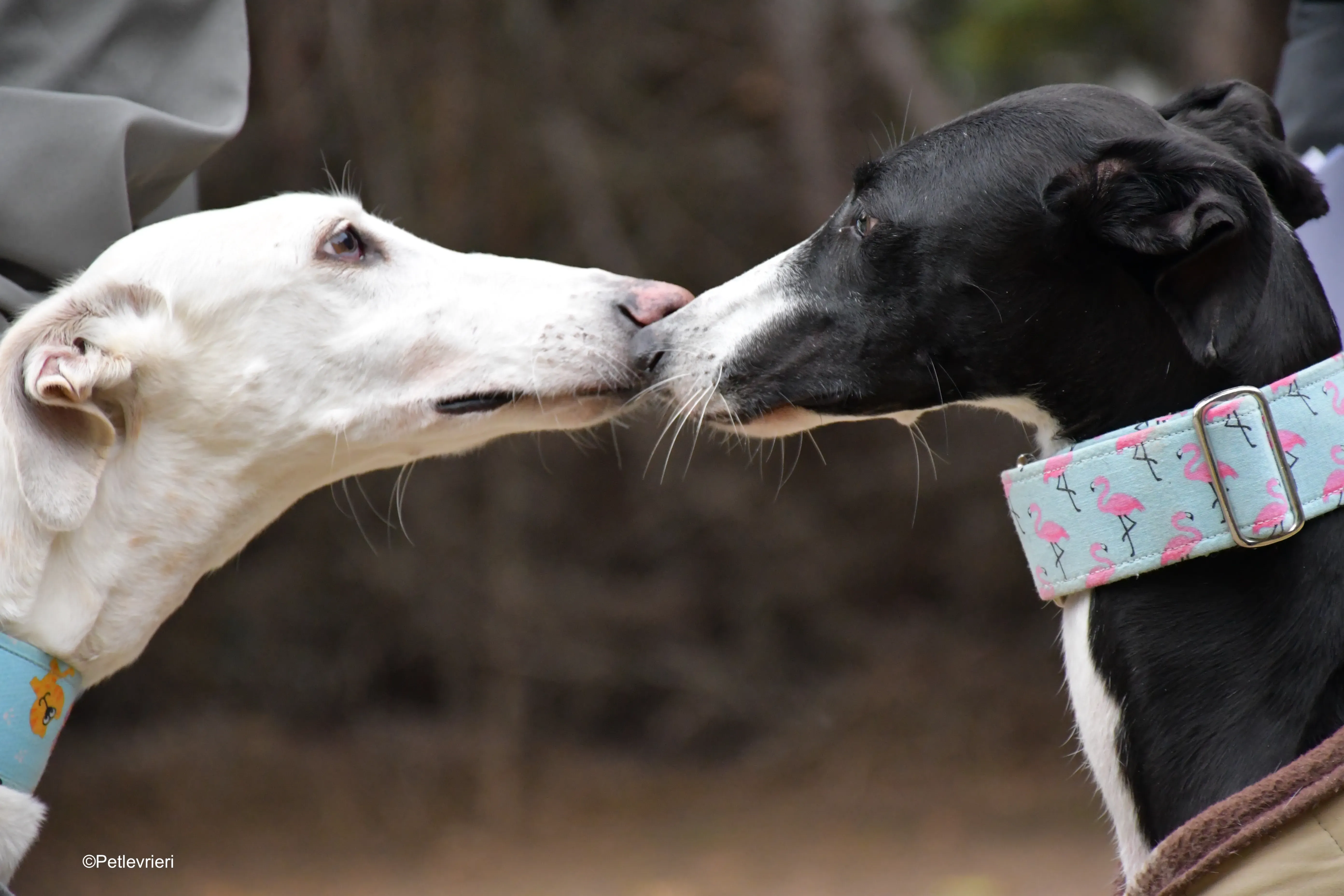 brigida adozione levrieri galgo 7