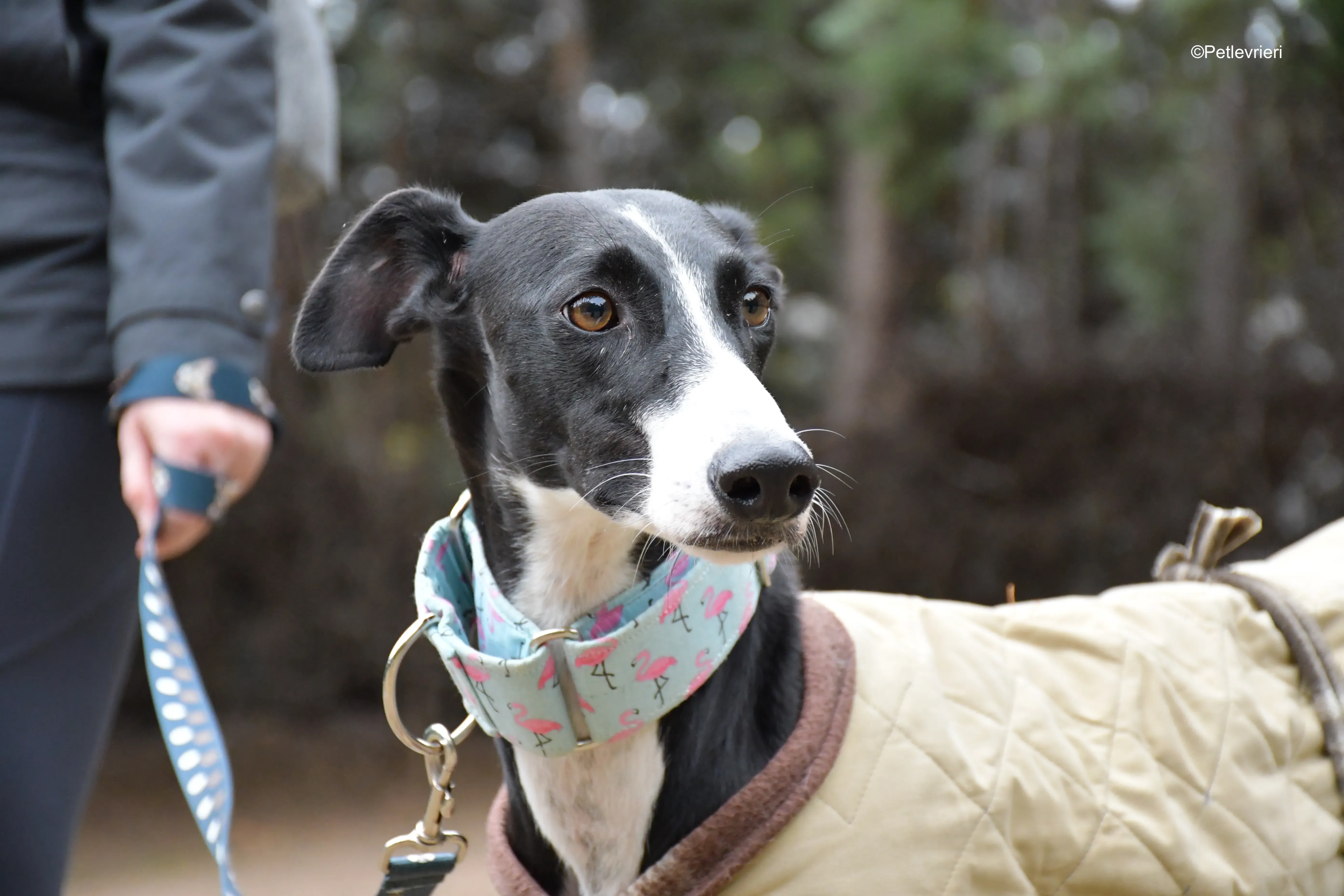brigida adozione levrieri galgo 8