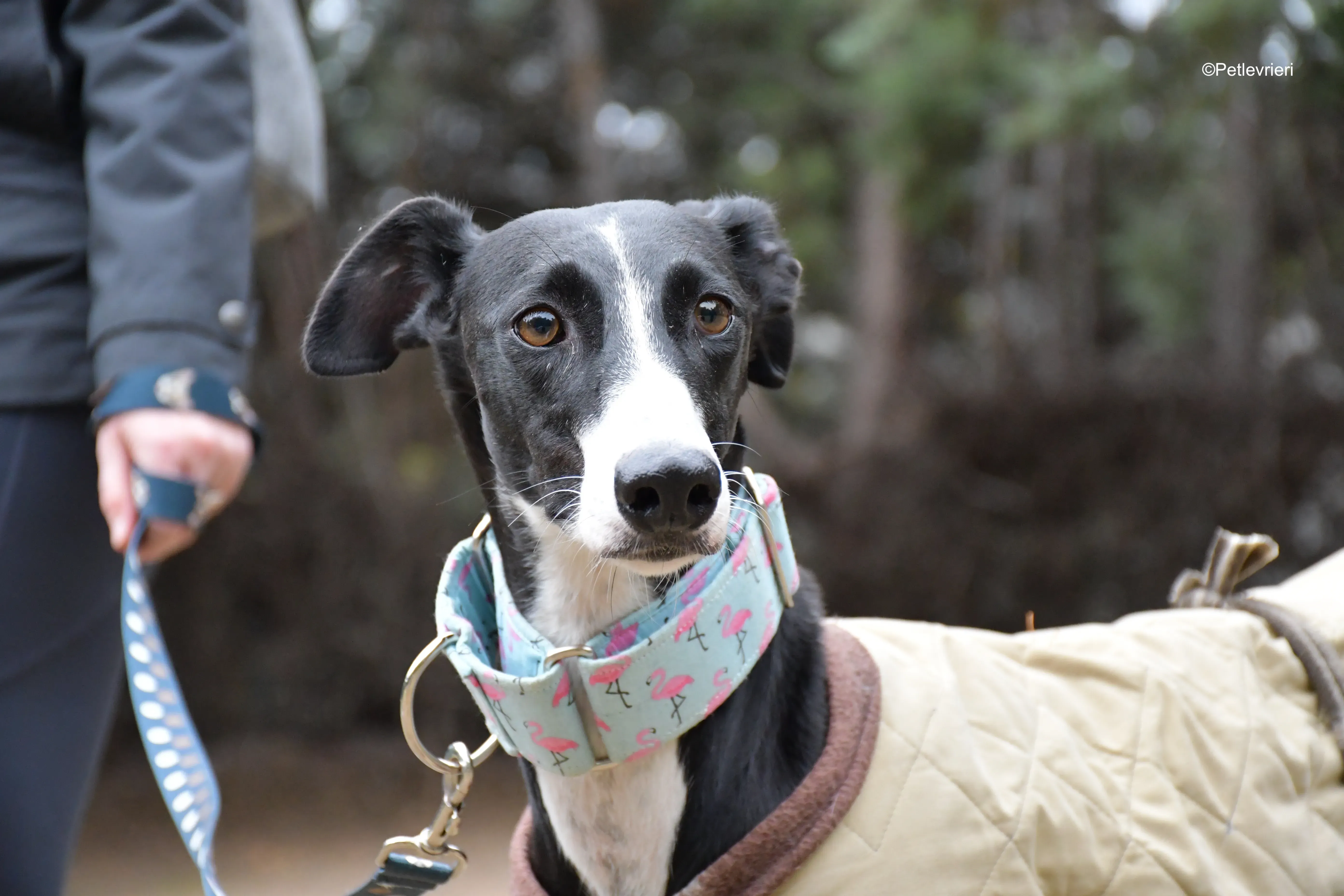 brigida adozione levrieri galgo 9