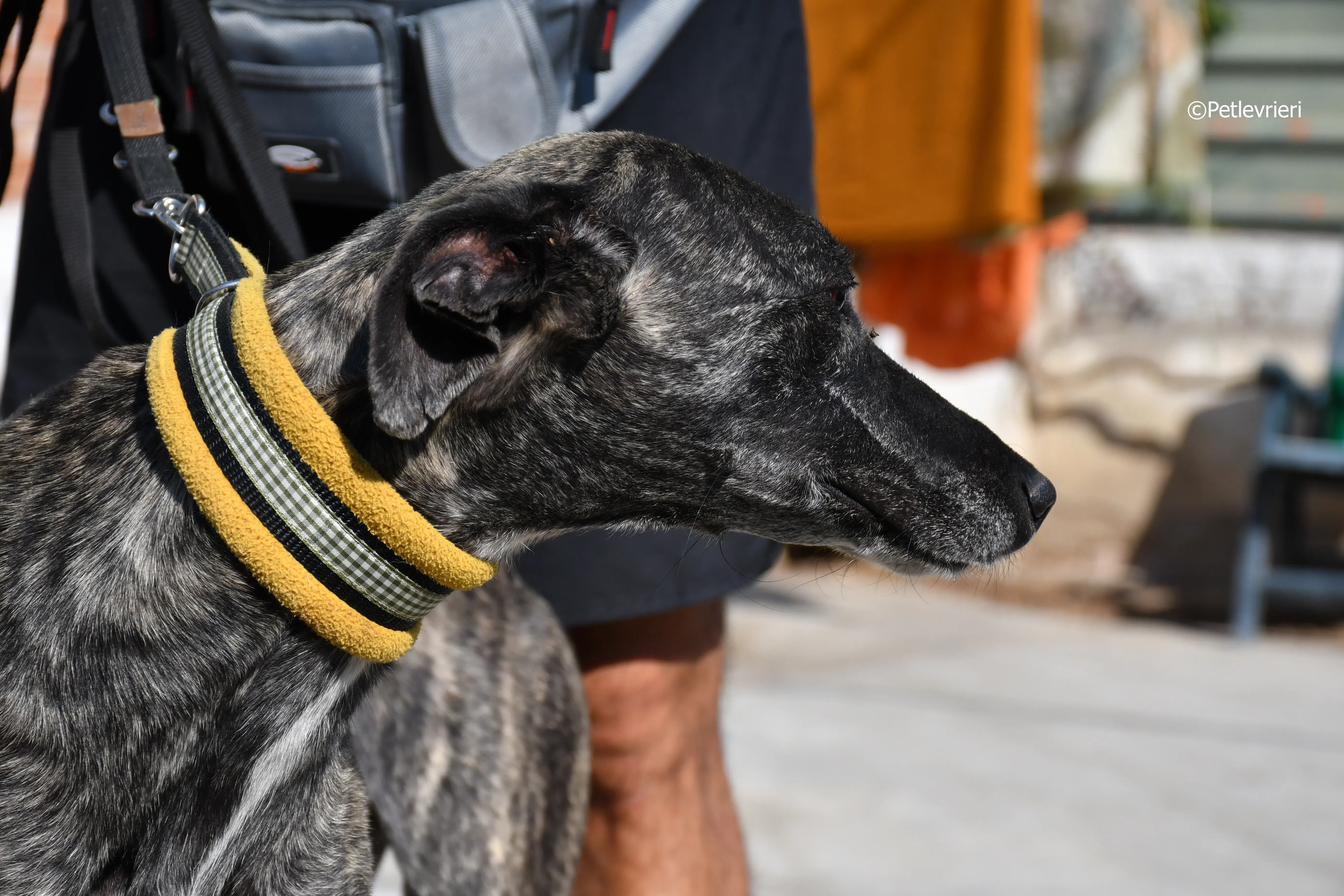 brigit adozione levrieri galgo 2