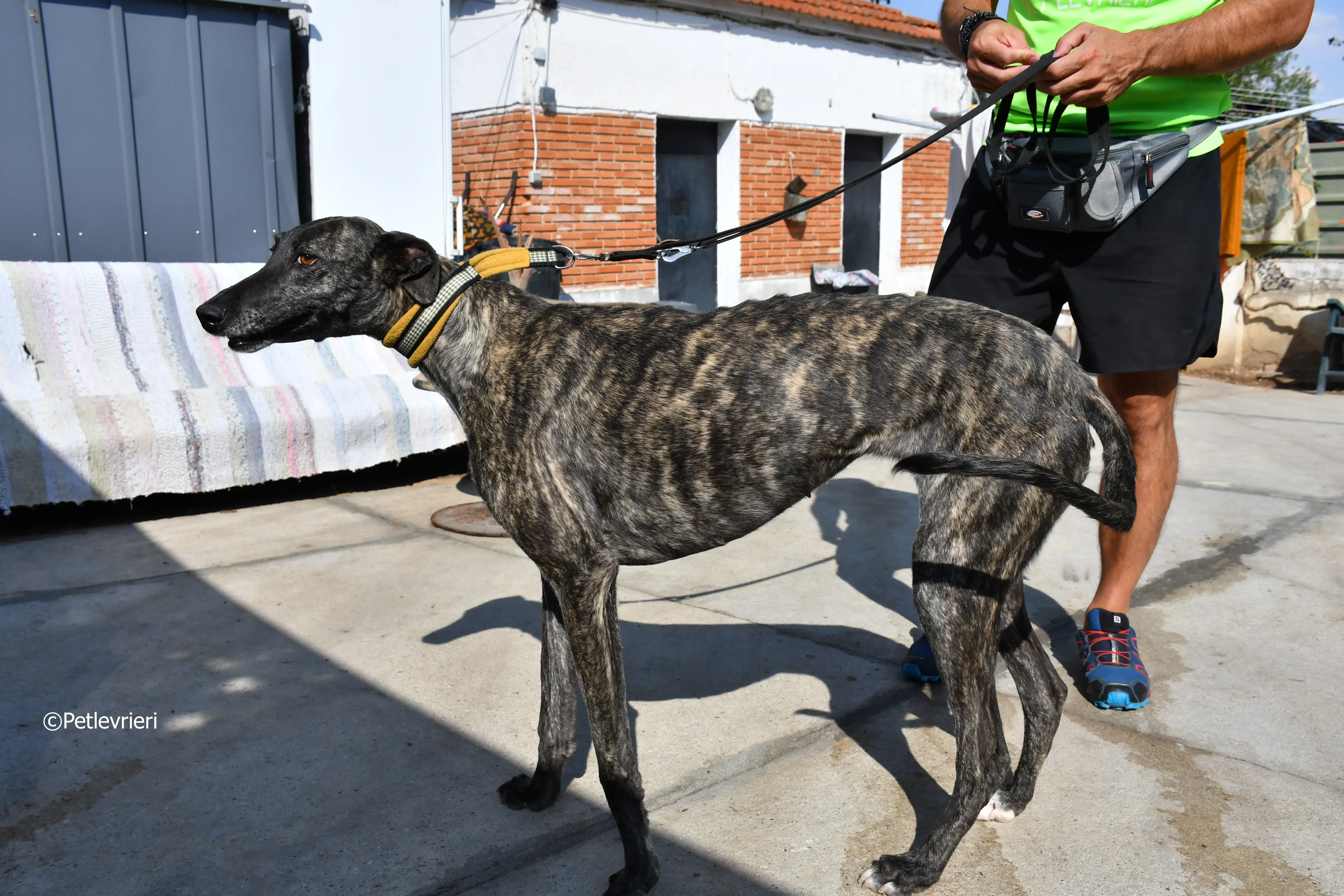 brigit adozione levrieri galgo 4