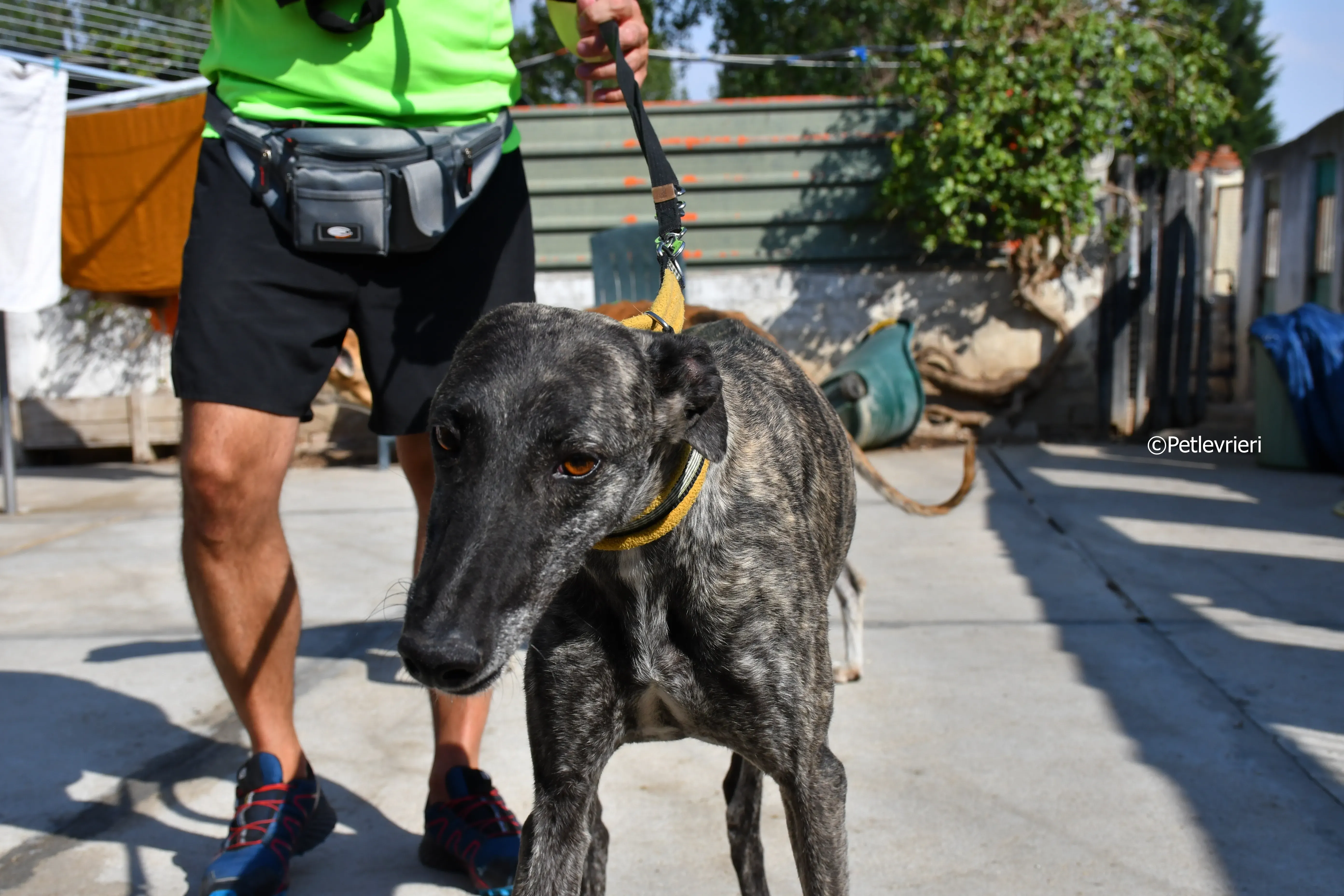 brigit adozione levrieri galgo 5