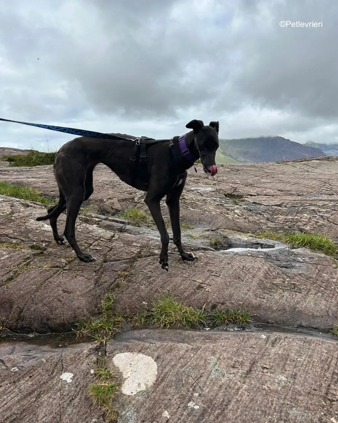 bronte adozione levrieri greyhound 1 1