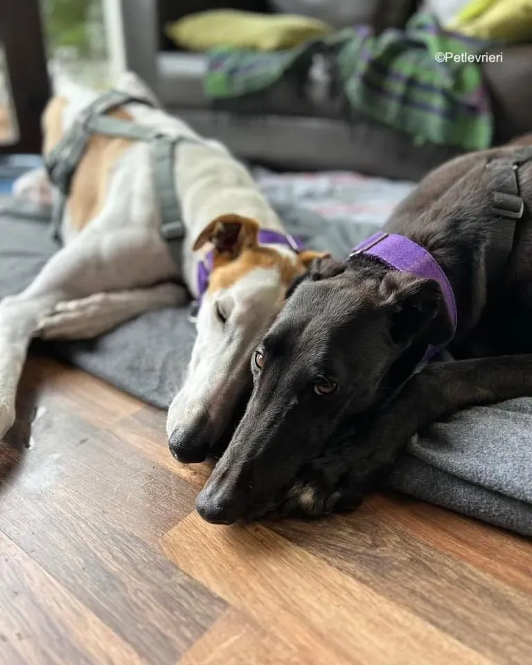 bronte wednesday adozione levrieri greyhound 1