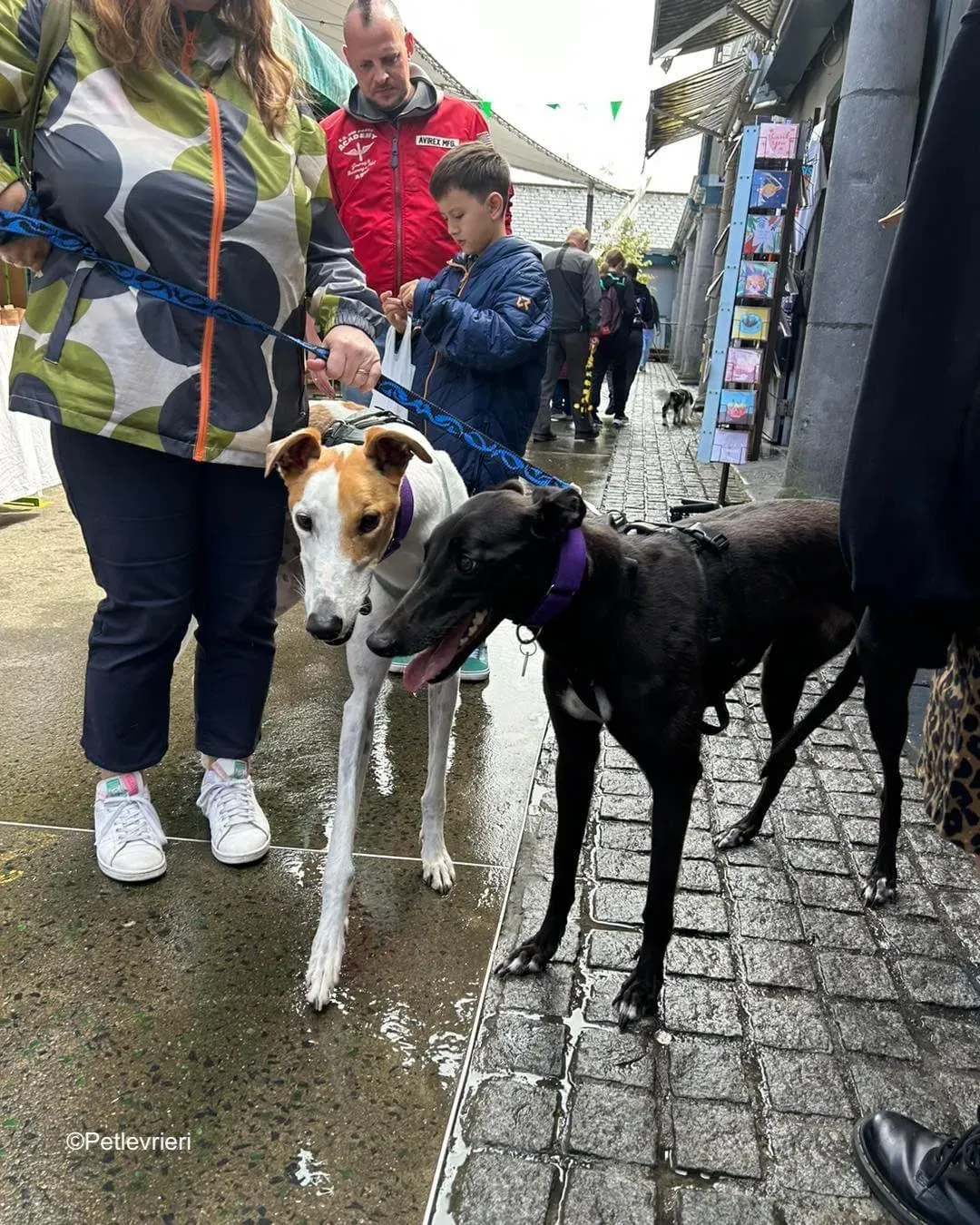 bronte wednesday adozione levrieri greyhound 2