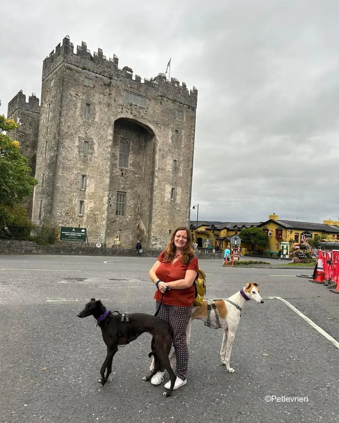 bronte wednesday adozione levrieri greyhound 3