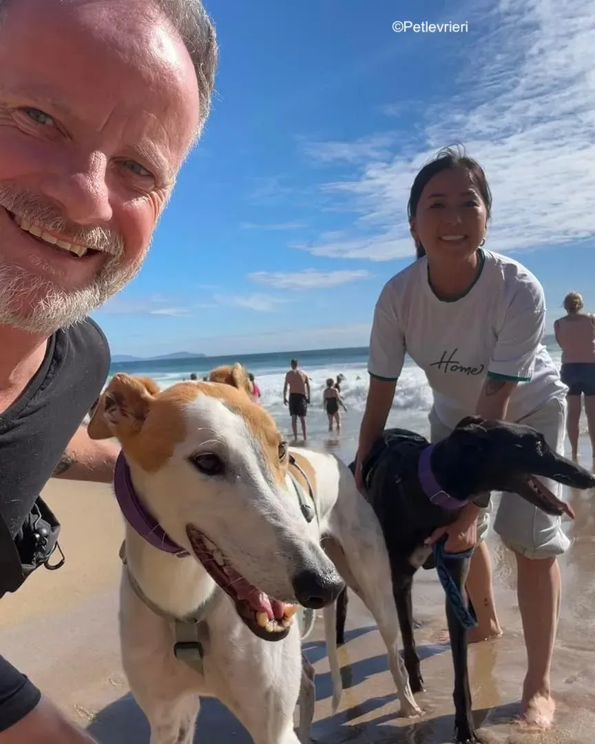 bronte wednesday adozione levrieri greyhound 4