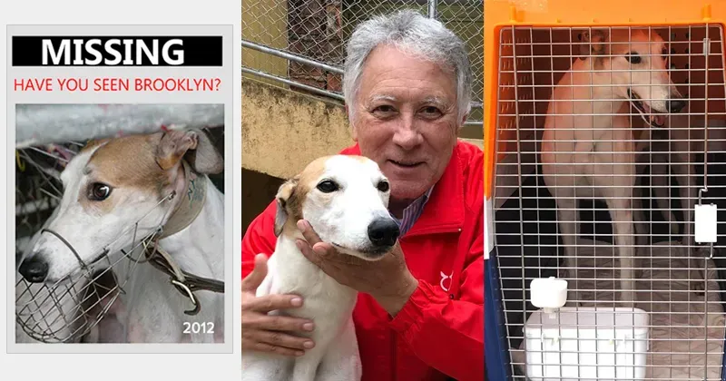 brooklyn macau over time