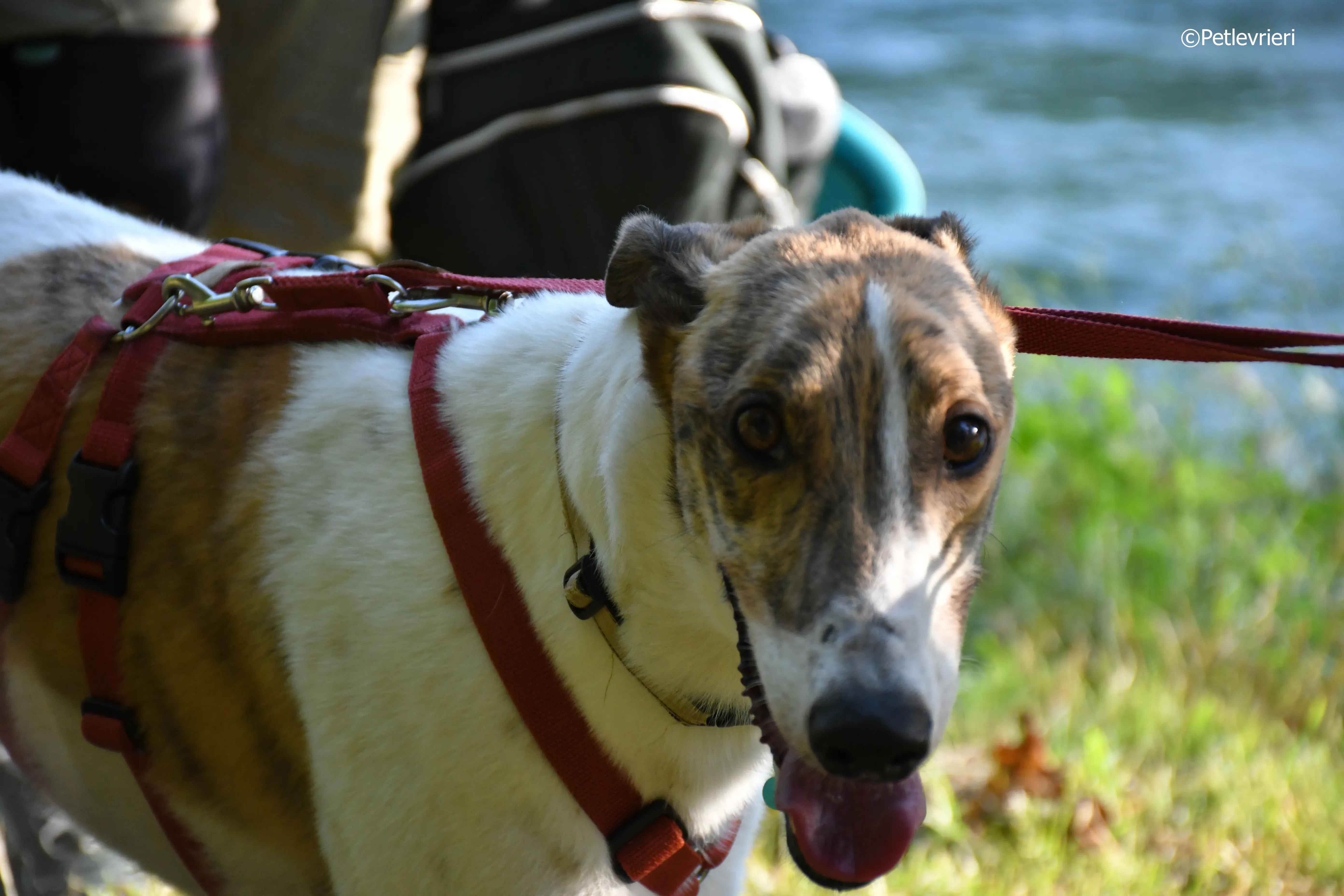 brownie adozione levrieri greyhound 1