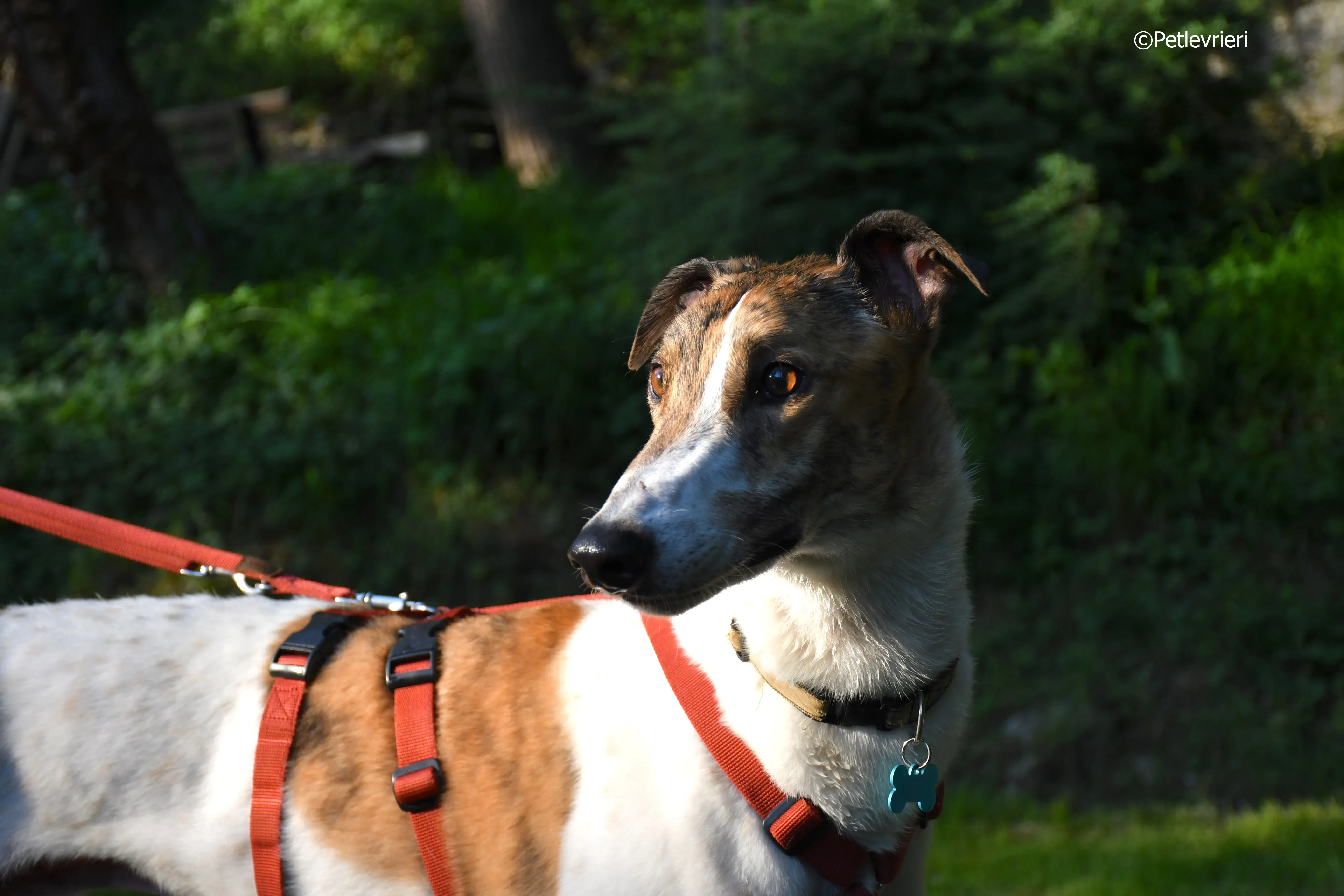 brownie adozione levrieri greyhound 10