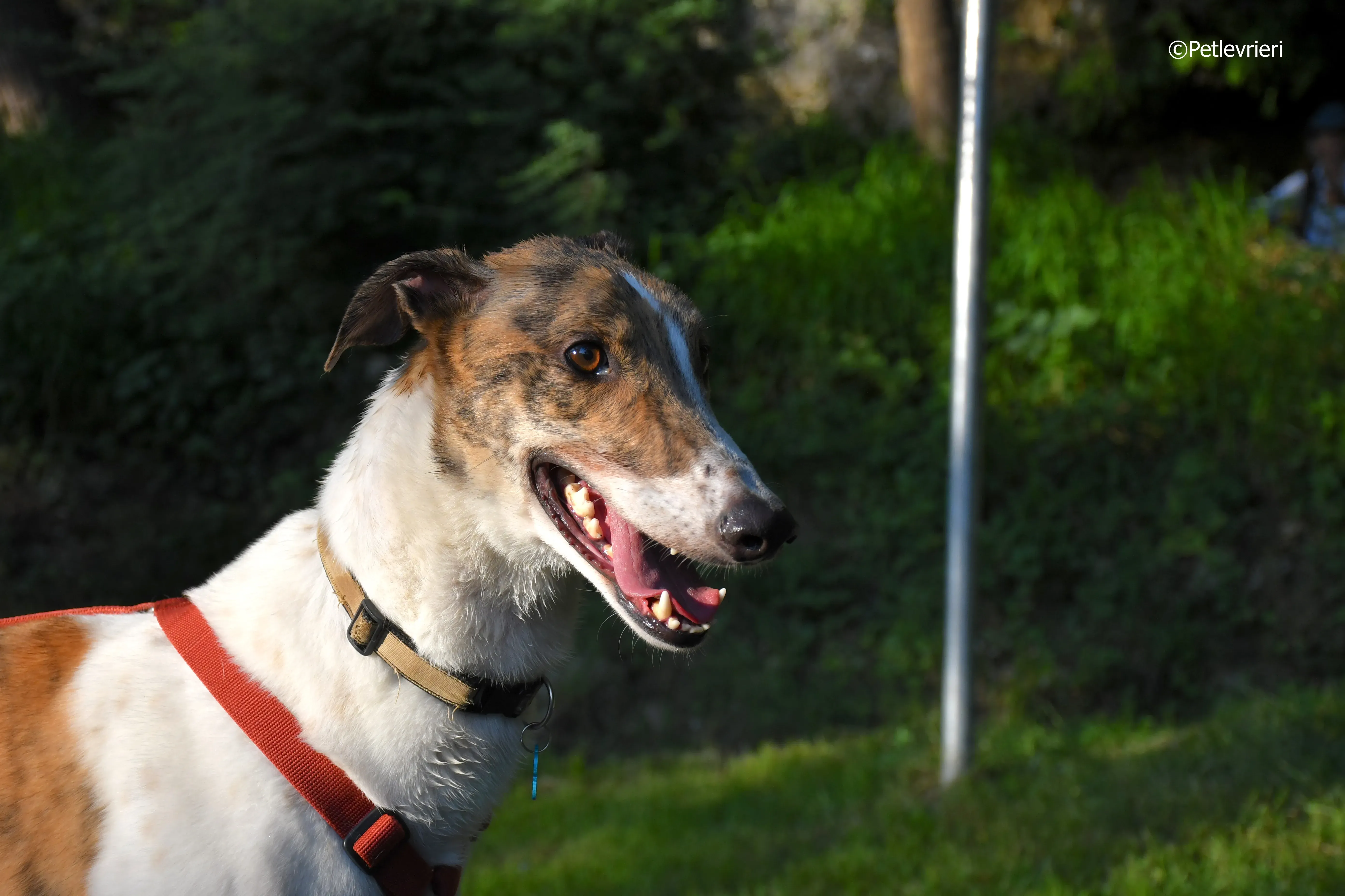 brownie adozione levrieri greyhound 11