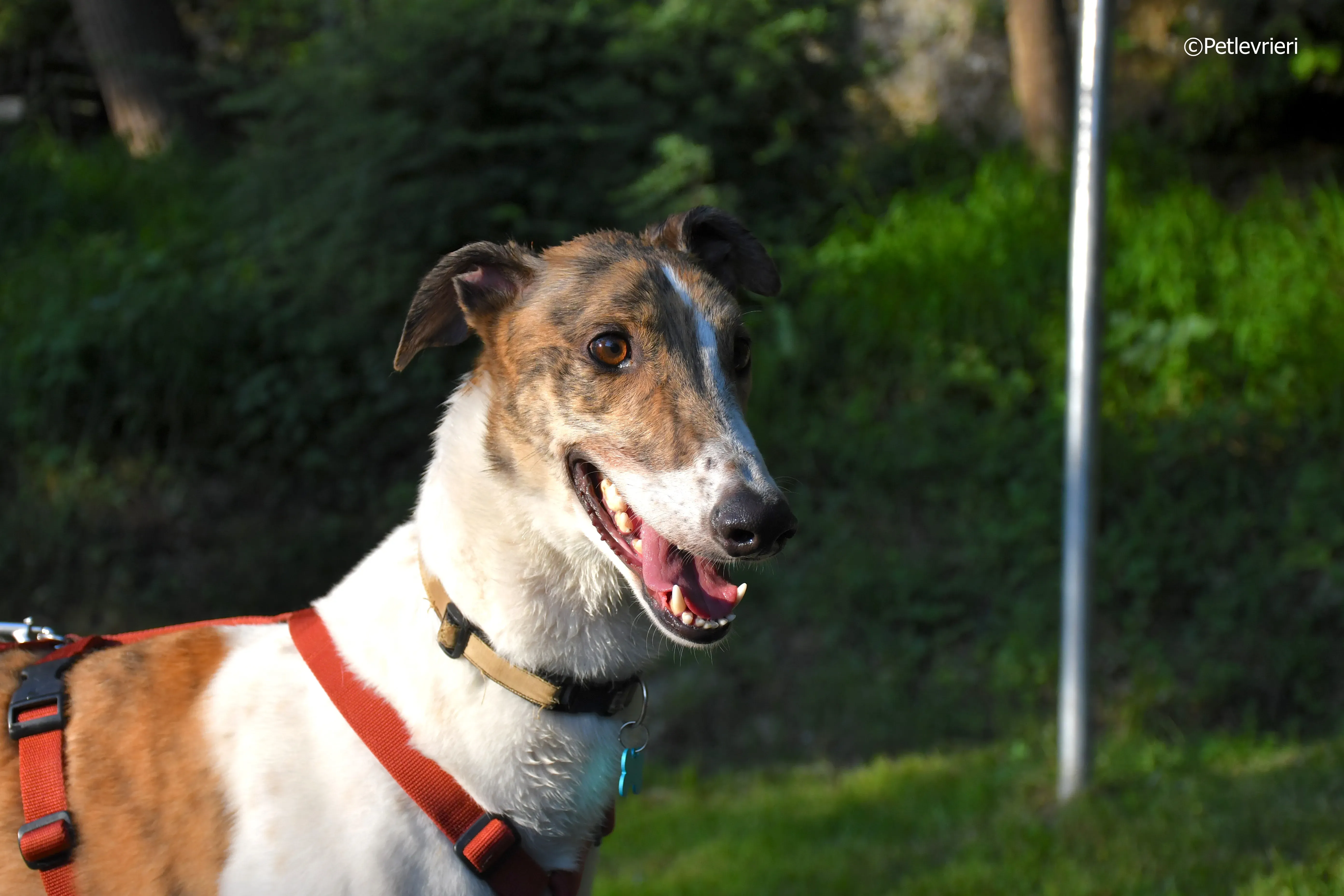 brownie adozione levrieri greyhound 12