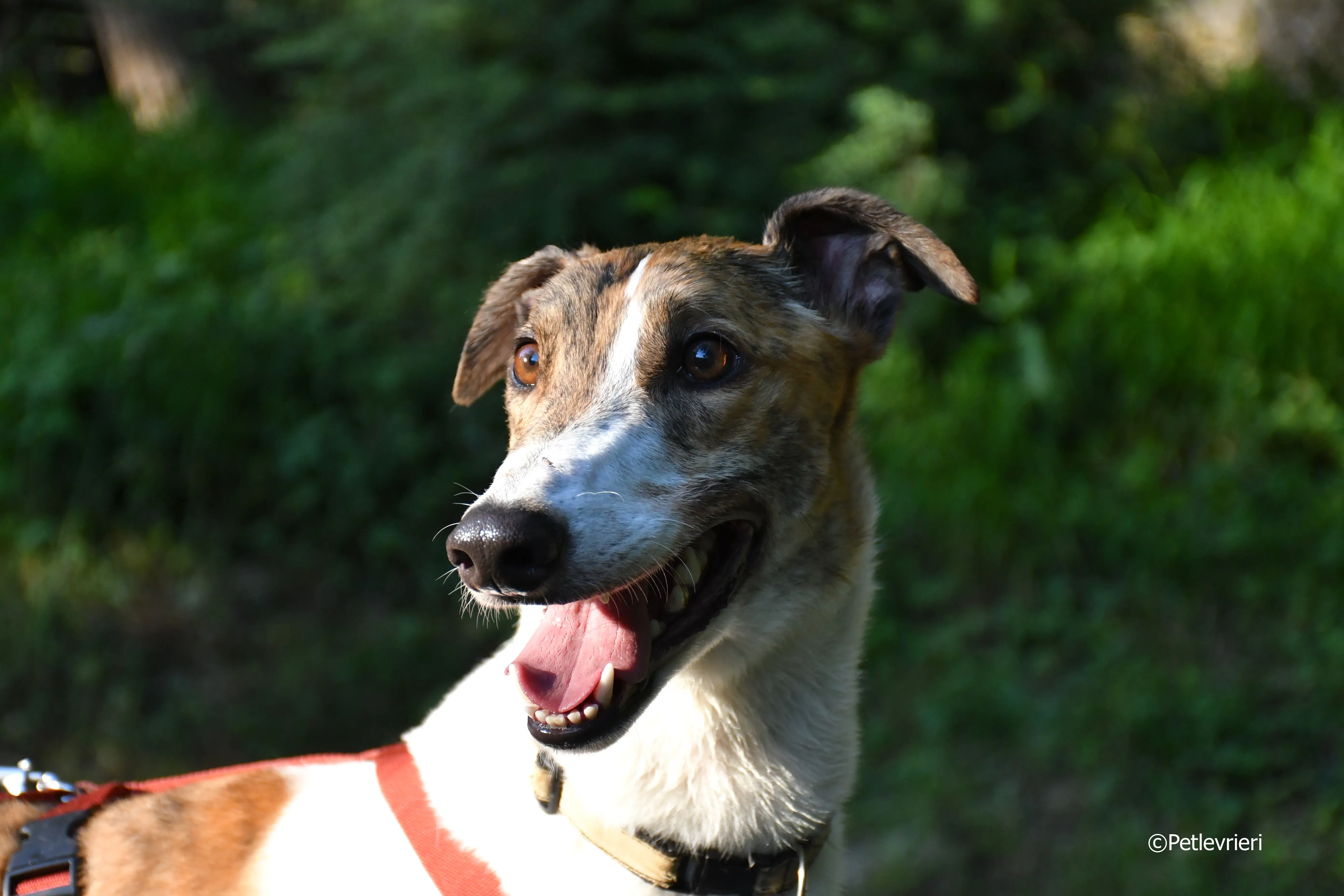 brownie adozione levrieri greyhound 13