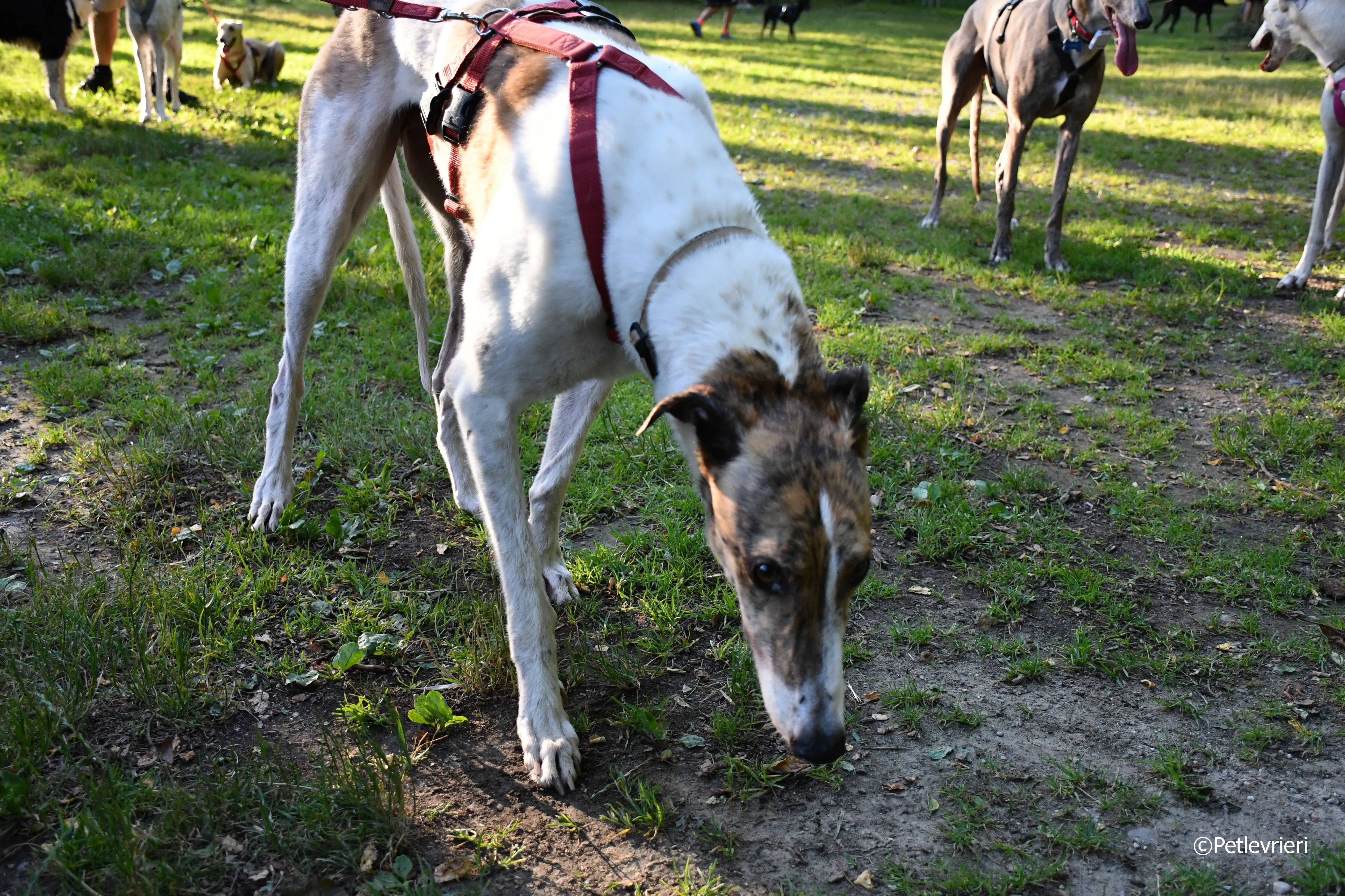 brownie adozione levrieri greyhound 2