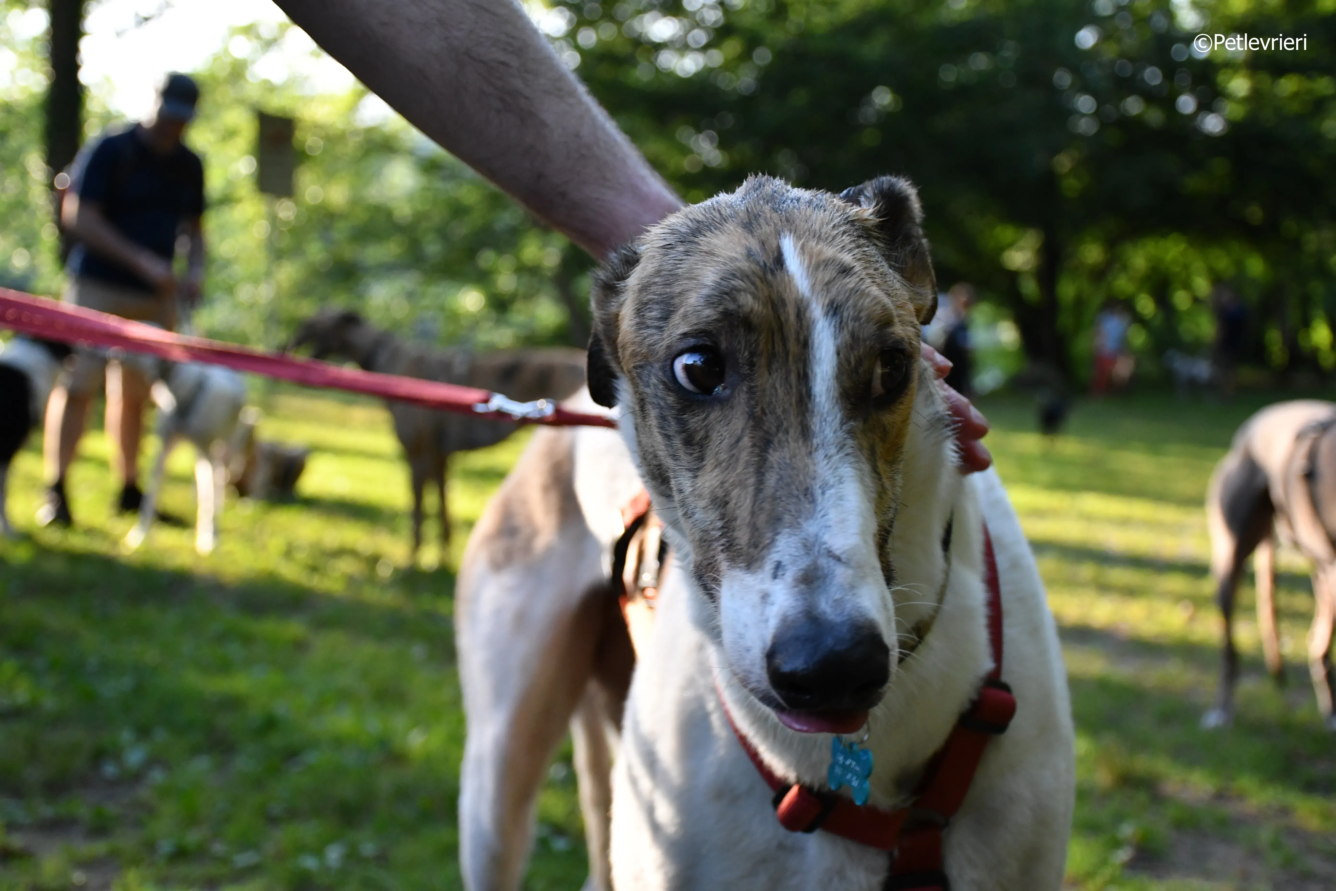 brownie adozione levrieri greyhound 3
