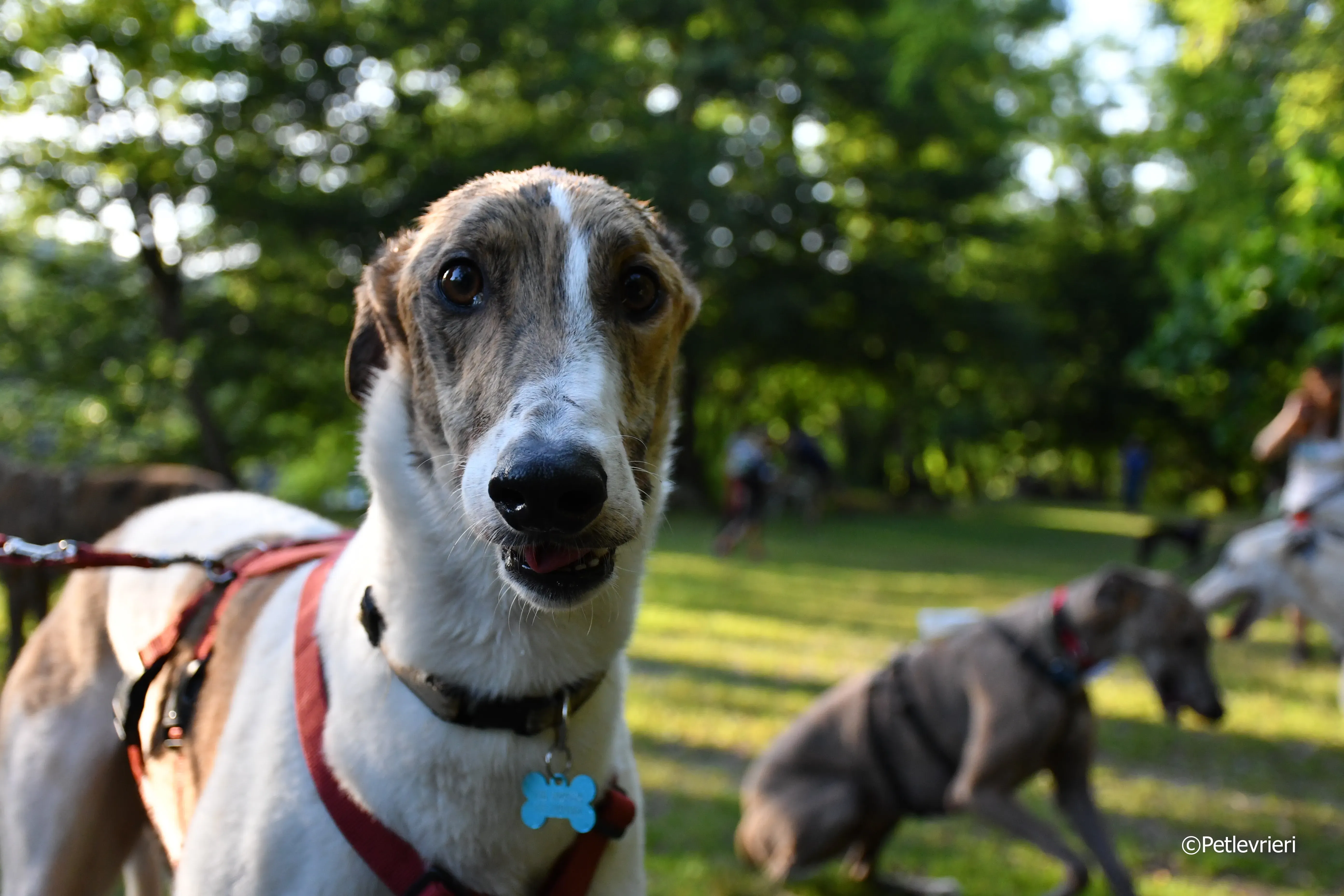 brownie adozione levrieri greyhound 4
