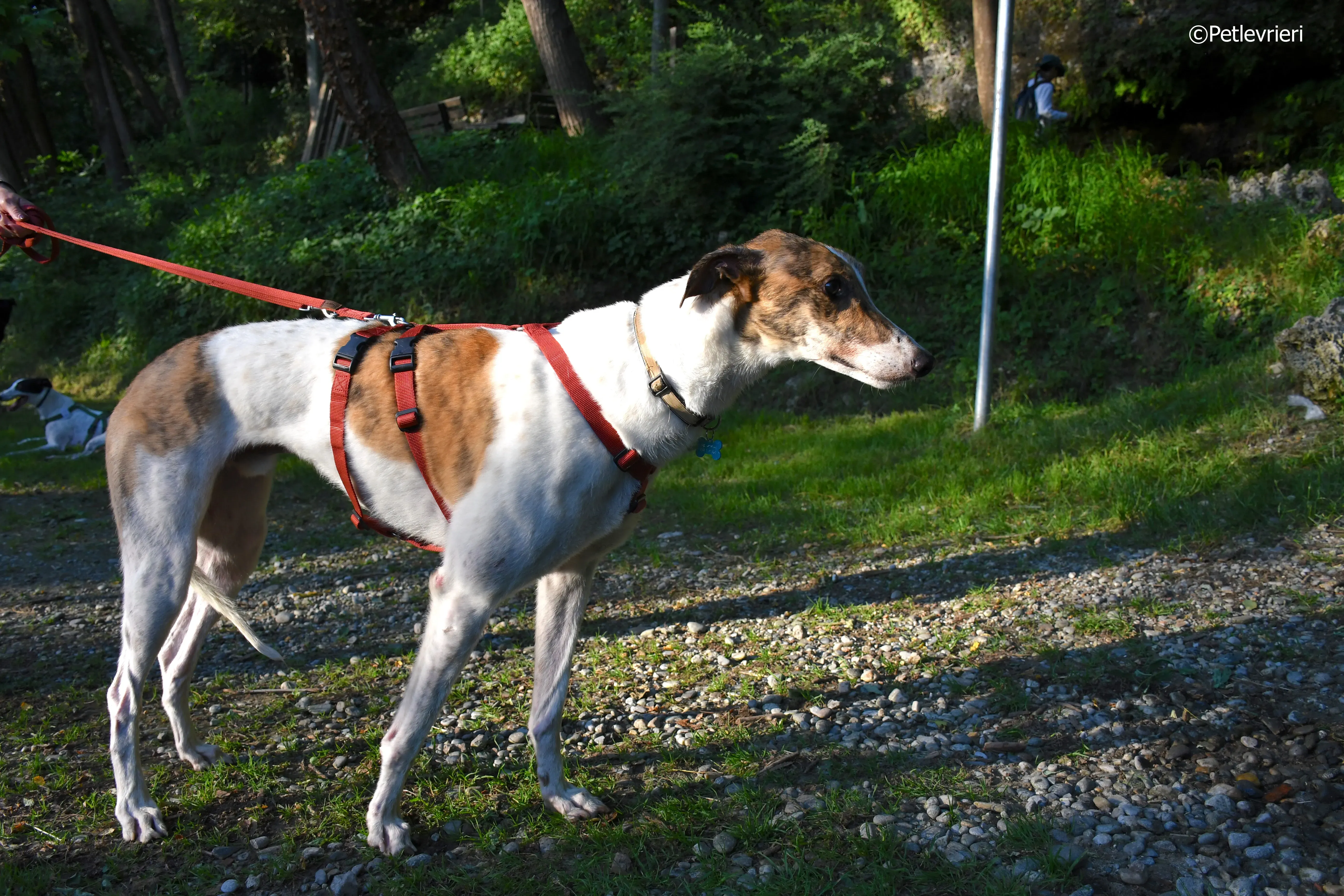brownie adozione levrieri greyhound 5