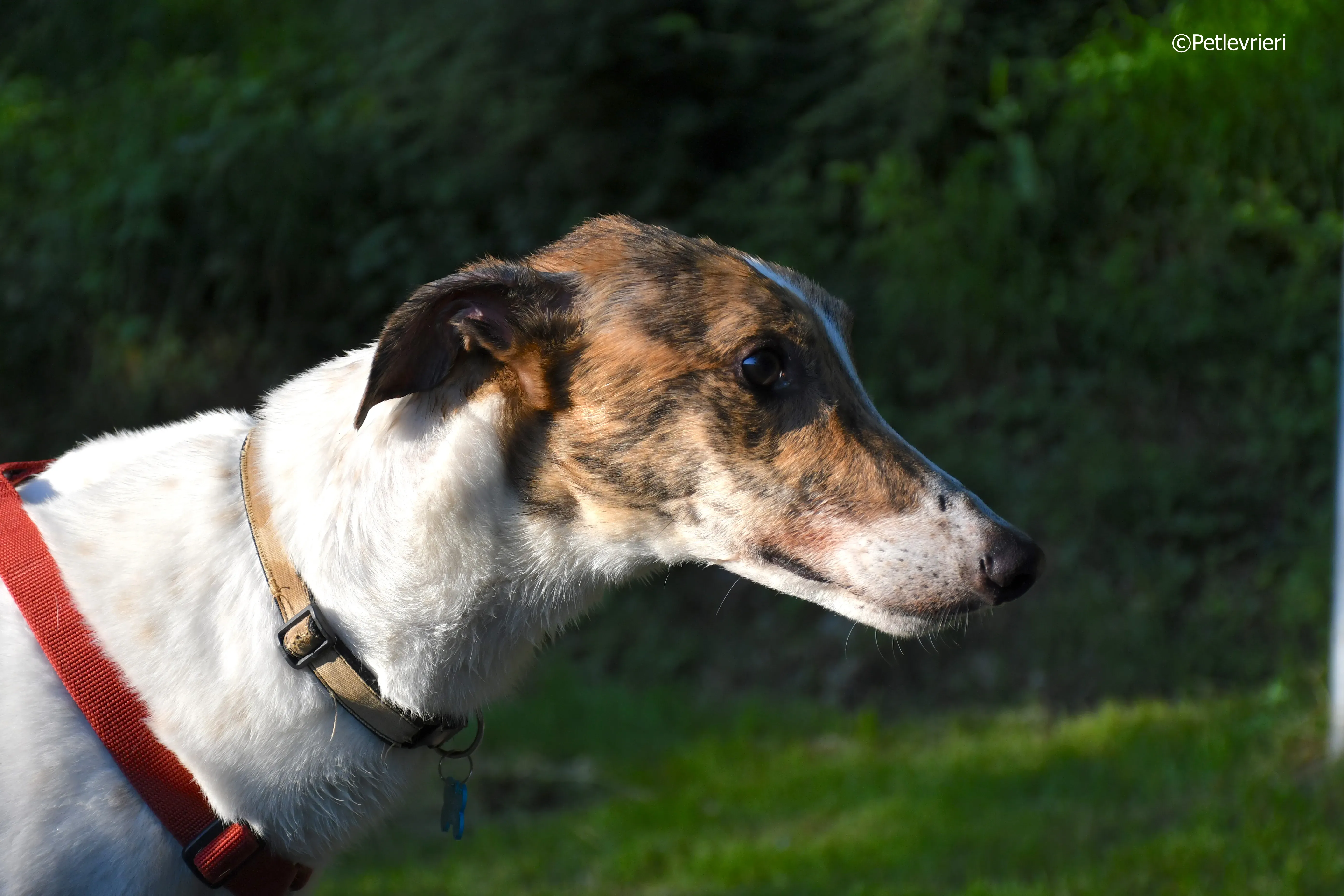 brownie adozione levrieri greyhound 6