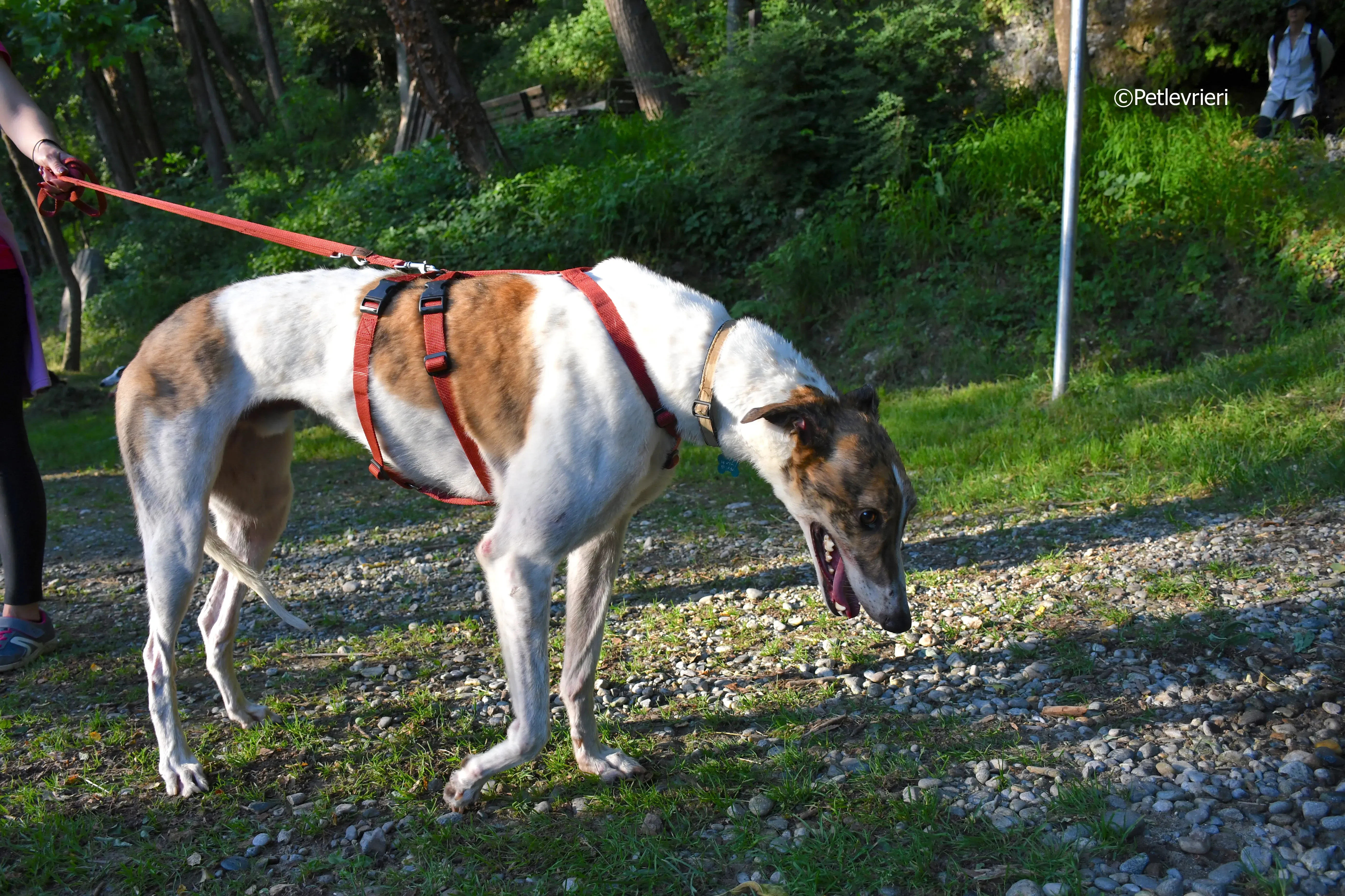 brownie adozione levrieri greyhound 7