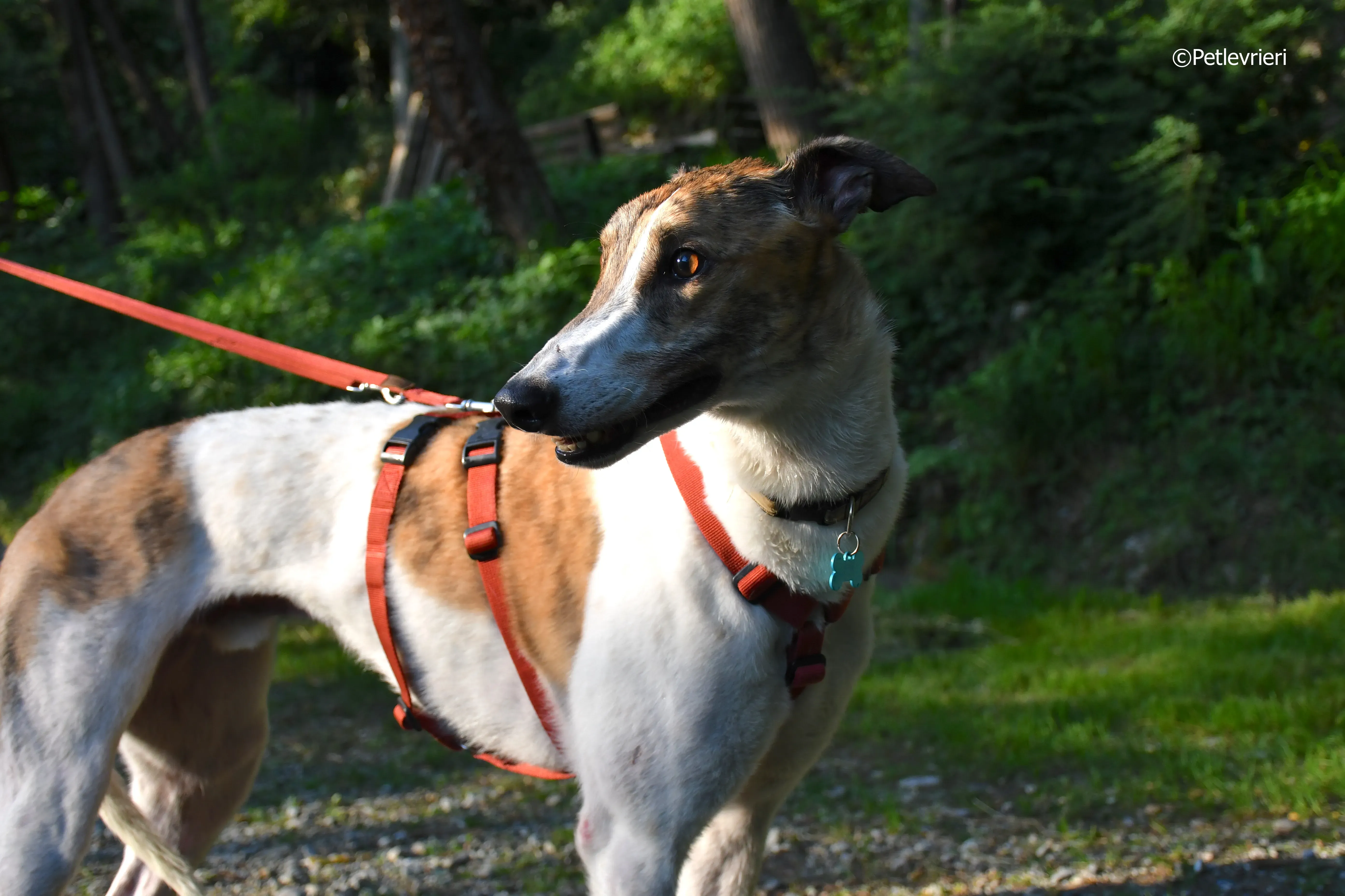 brownie adozione levrieri greyhound 8