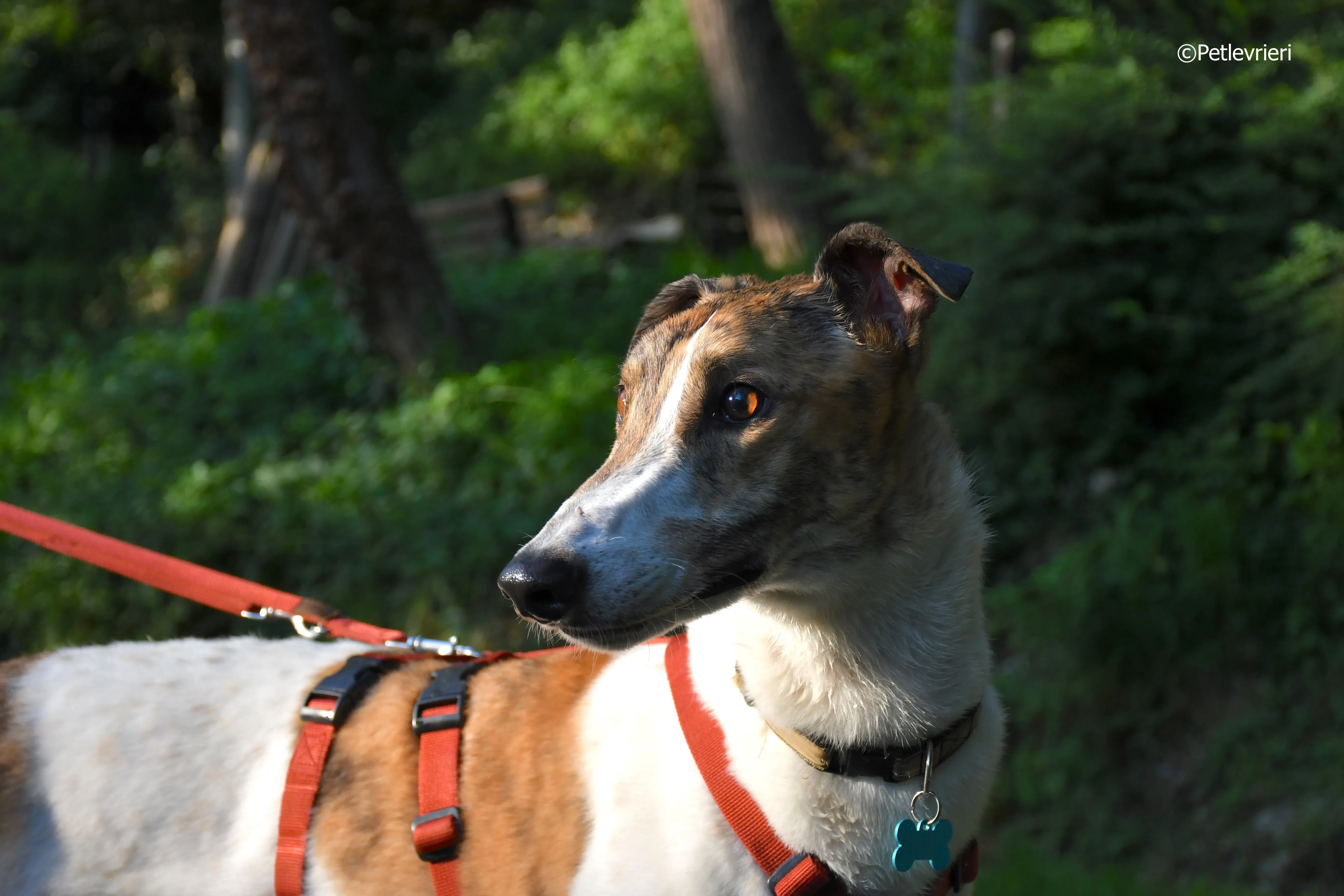 brownie adozione levrieri greyhound 9