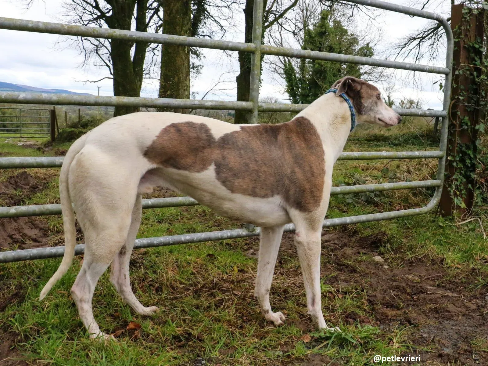buddy adozione greyhound 1