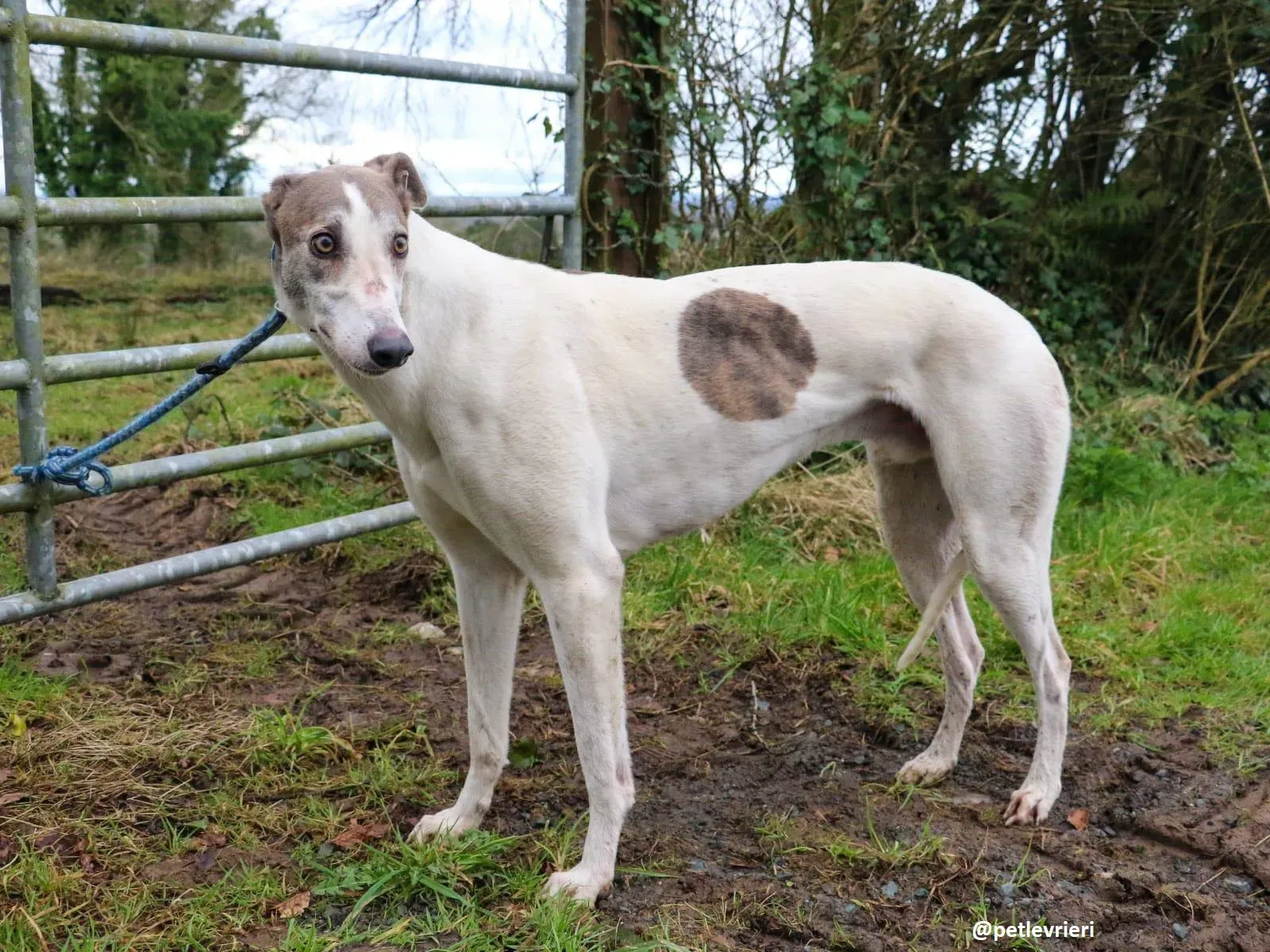 buddy adozione greyhound 2