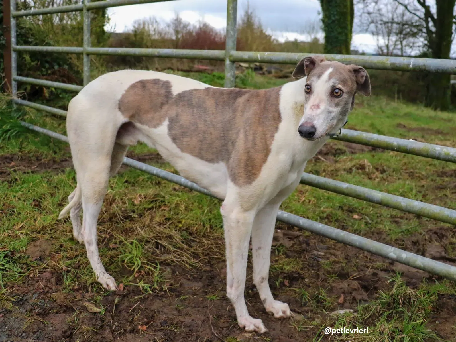 buddy adozione greyhound