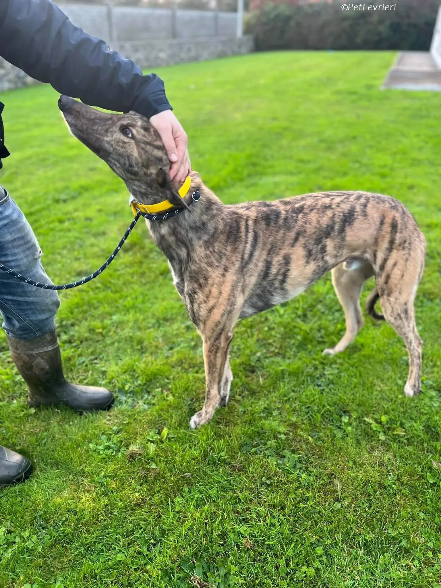buddy adozione levrieri greyhound 1