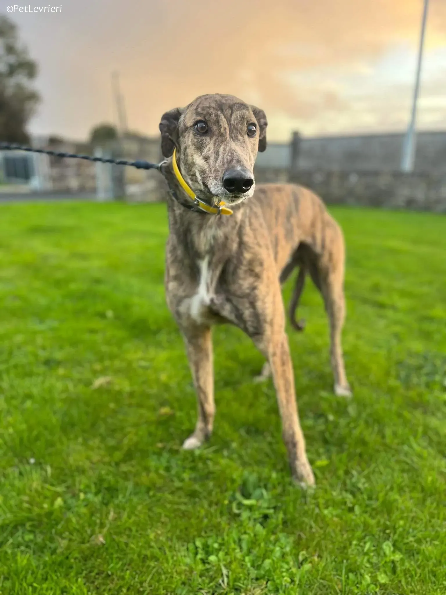 buddy adozione levrieri greyhound 6