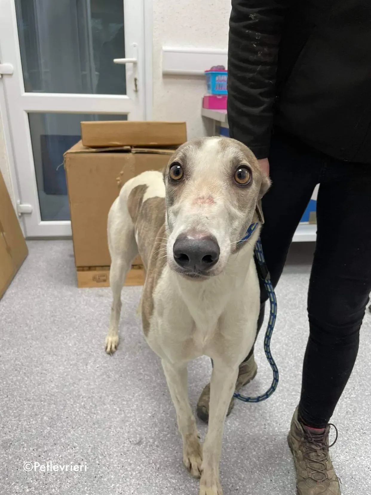 buddy adozione levrieri greyhound 8