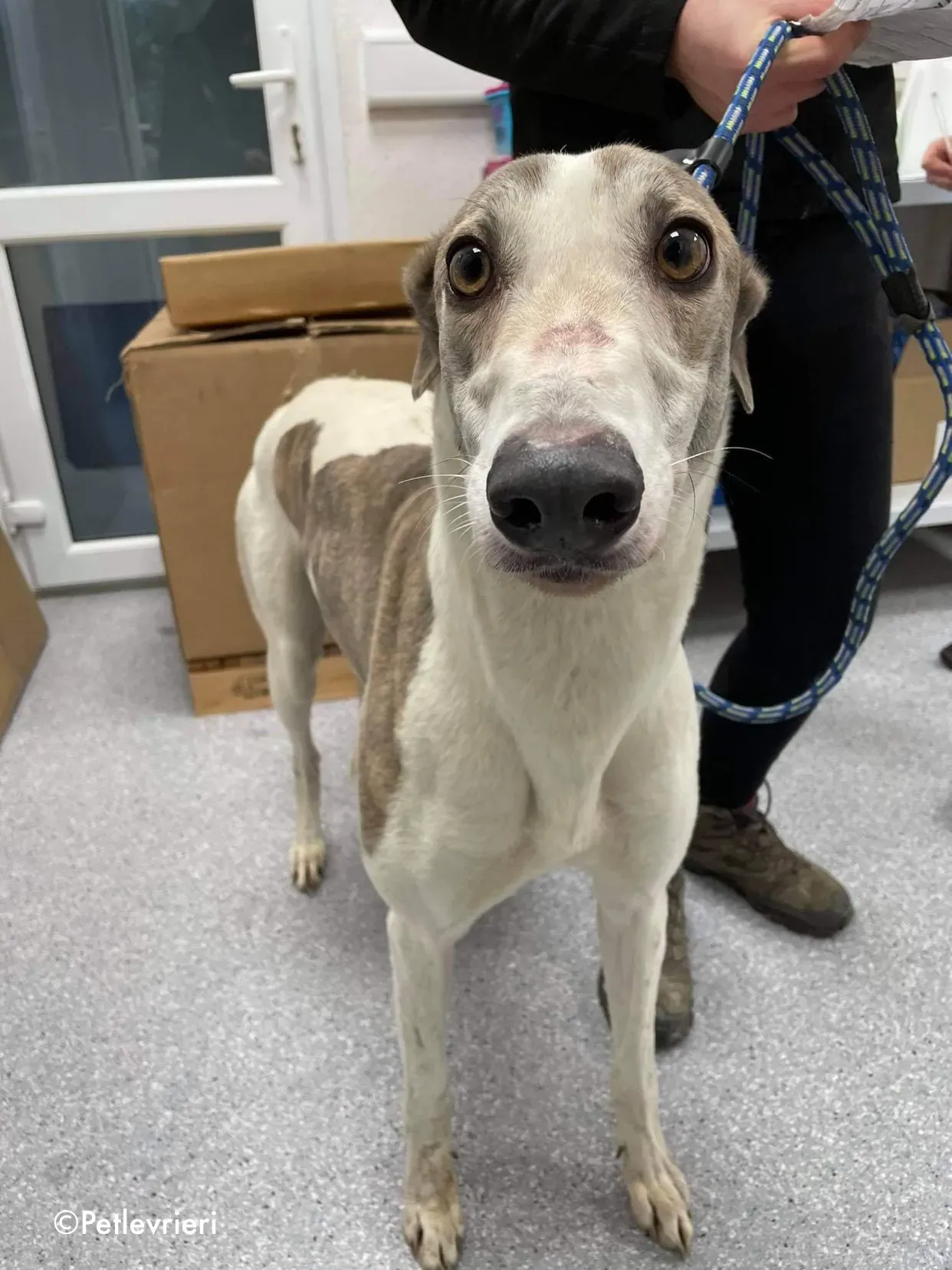 buddy adozione levrieri greyhound 4