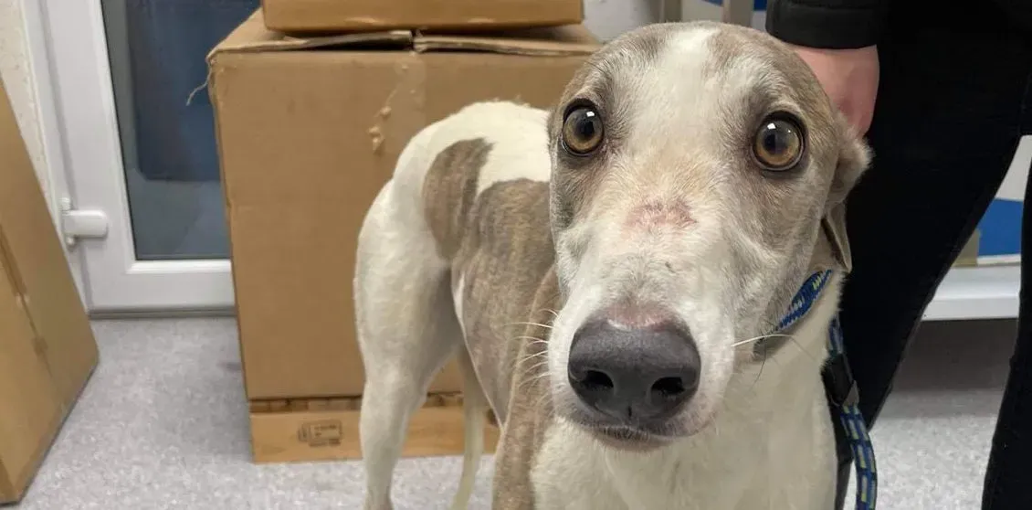 buddy adozione levrieri greyhound 9 e1615761133623