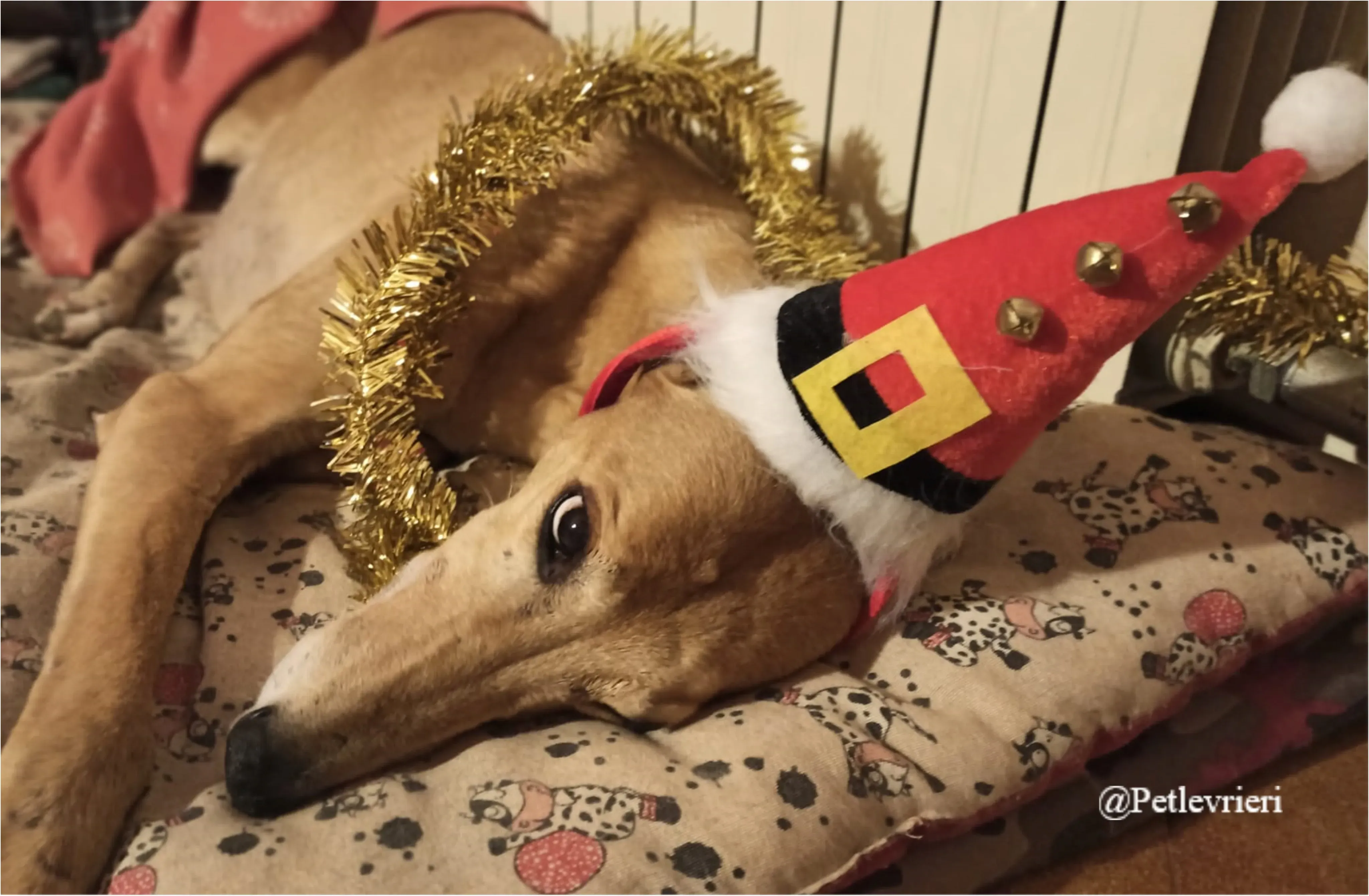 bunty pet levrieri natale 2021
