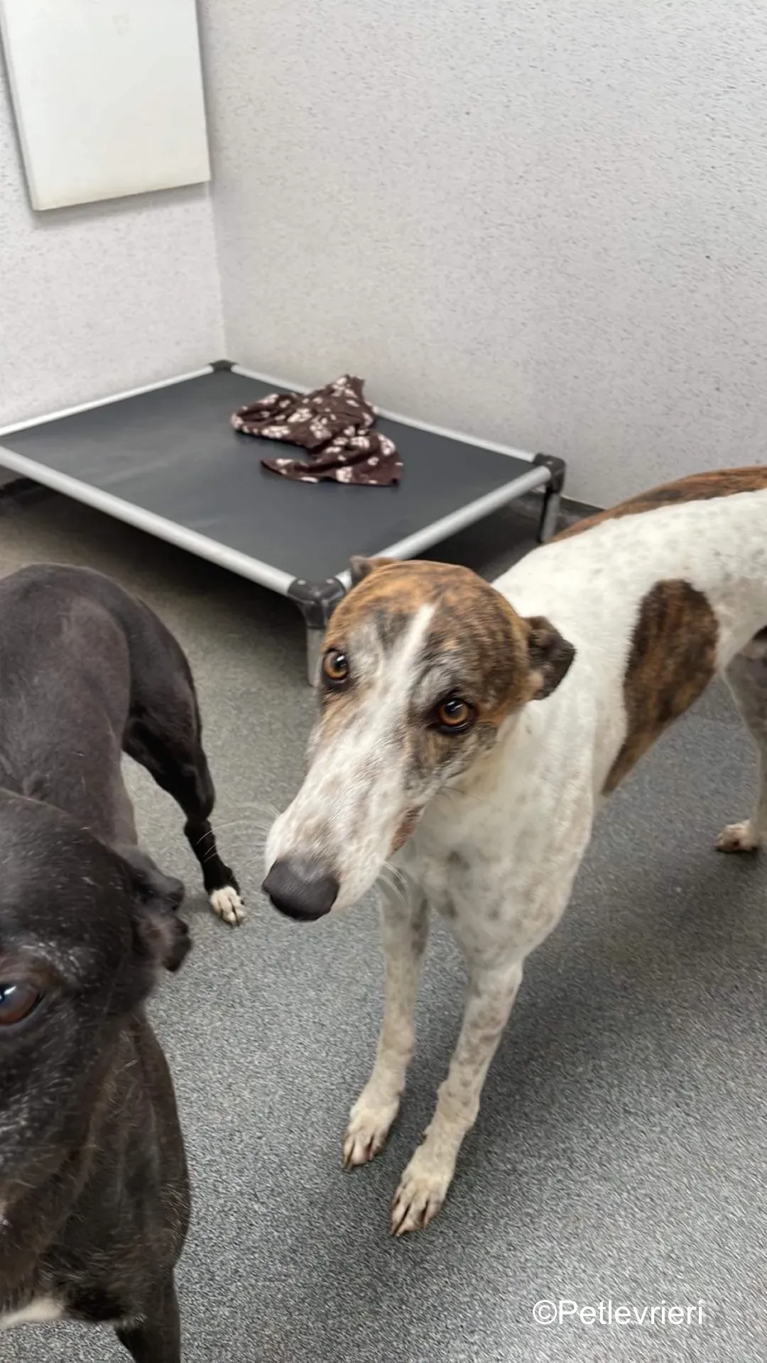 buster adozione levrieri greyhound 1