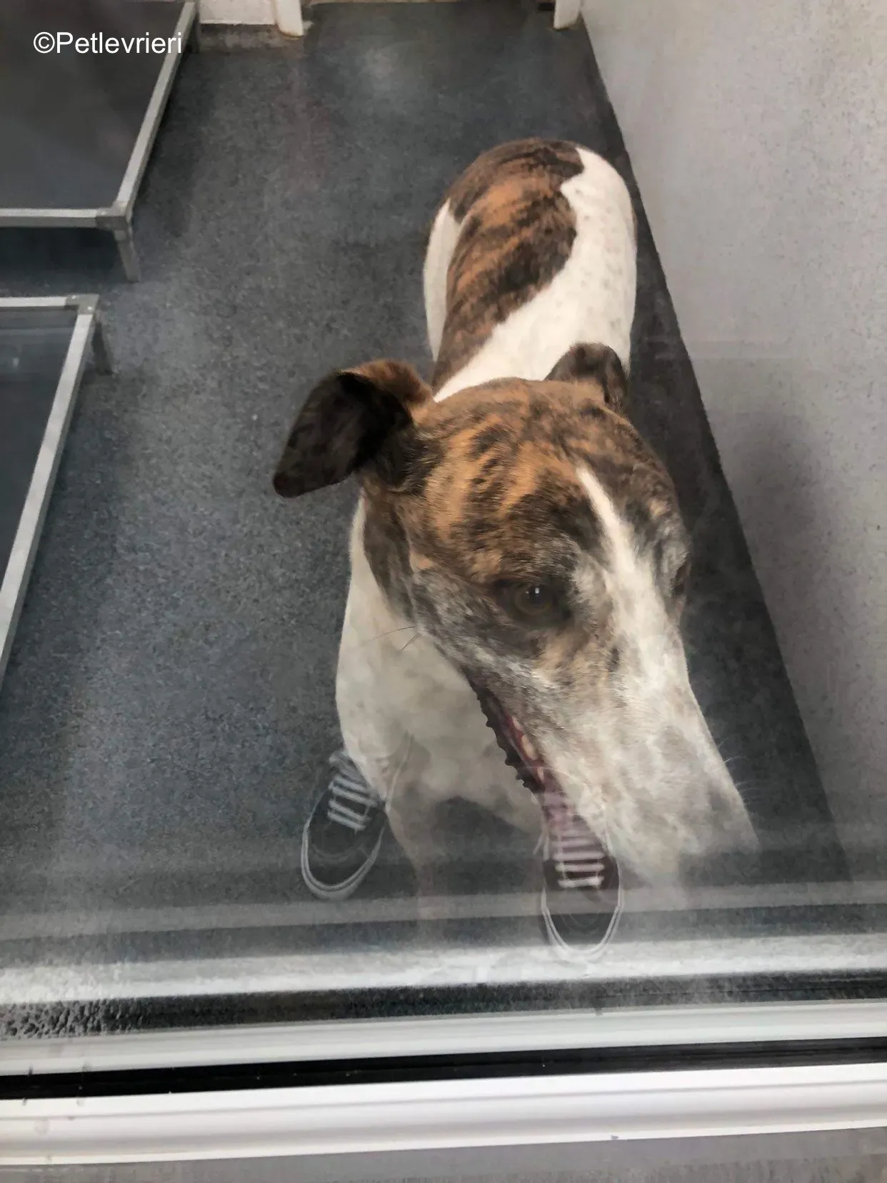 buster adozione levrieri greyhound 2