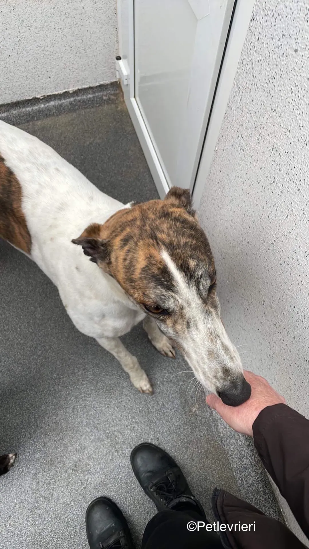 buster adozione levrieri greyhound 3