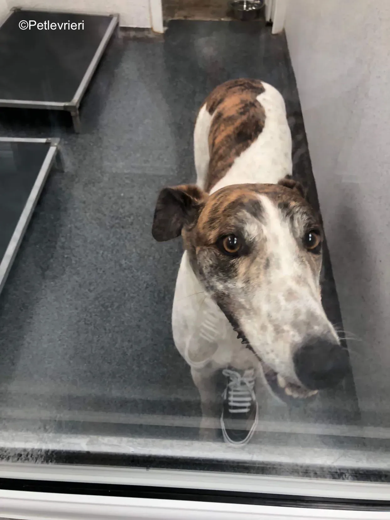 buster adozione levrieri greyhound 4