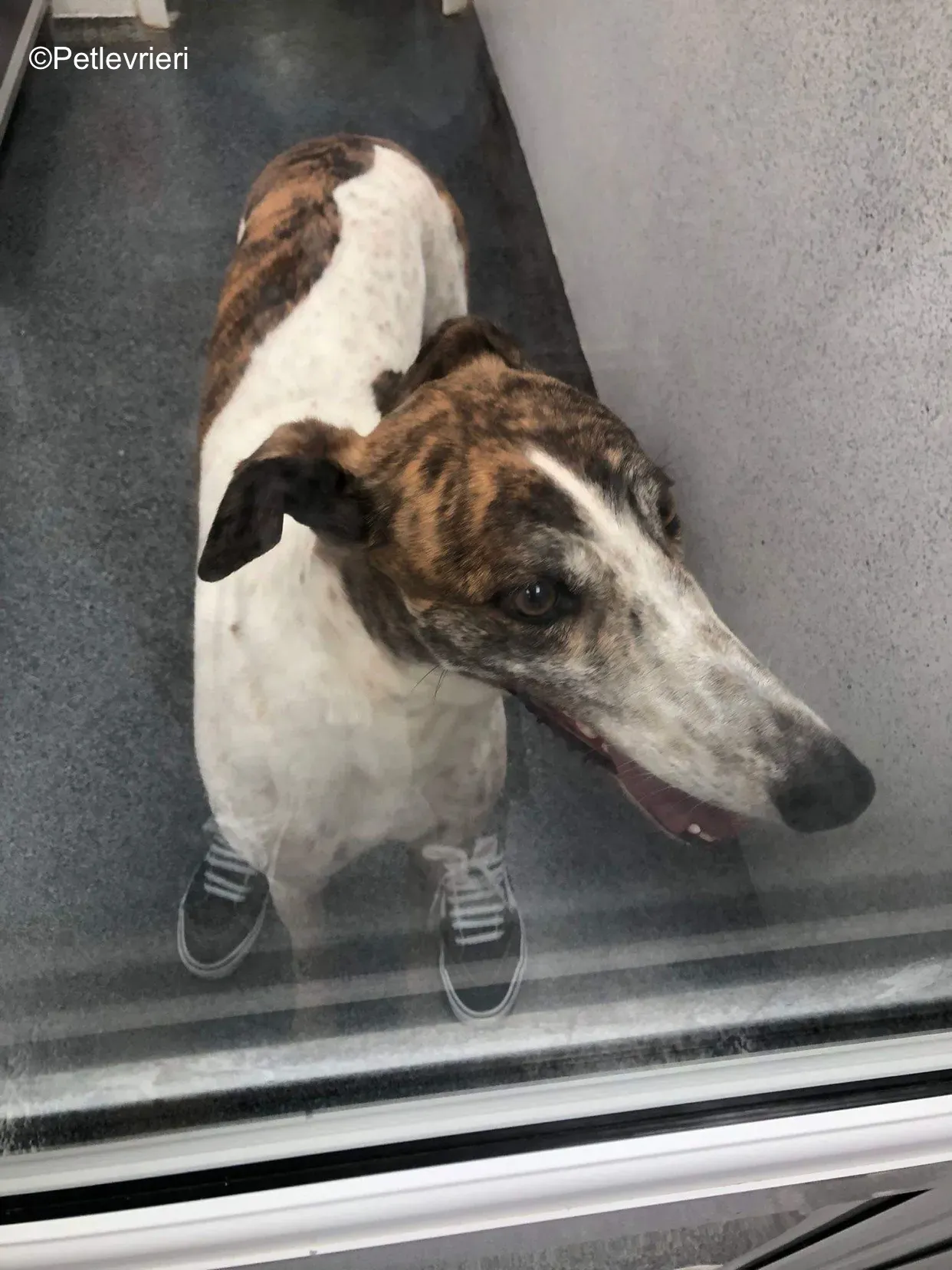 buster adozione levrieri greyhound 5