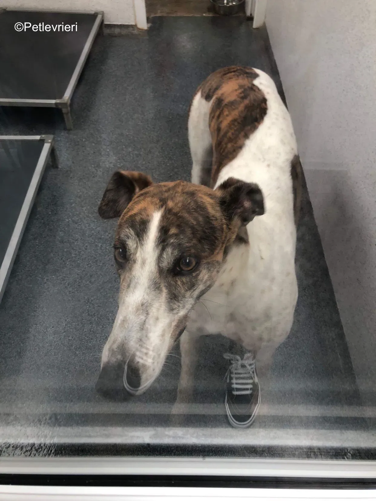 buster adozione levrieri greyhound 6