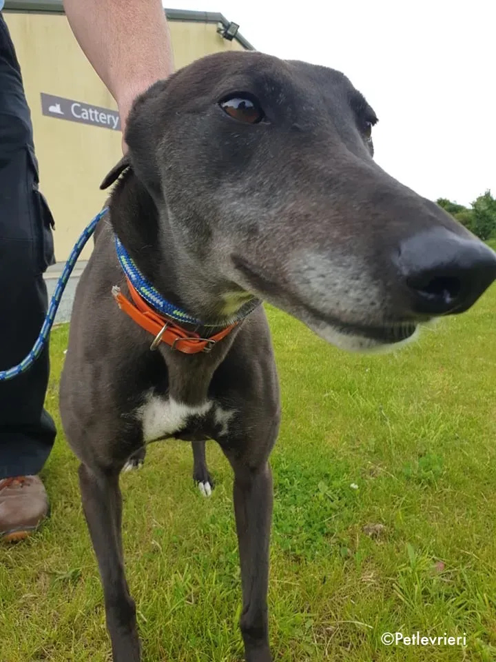 buttons adozione levrieri greyhound 1