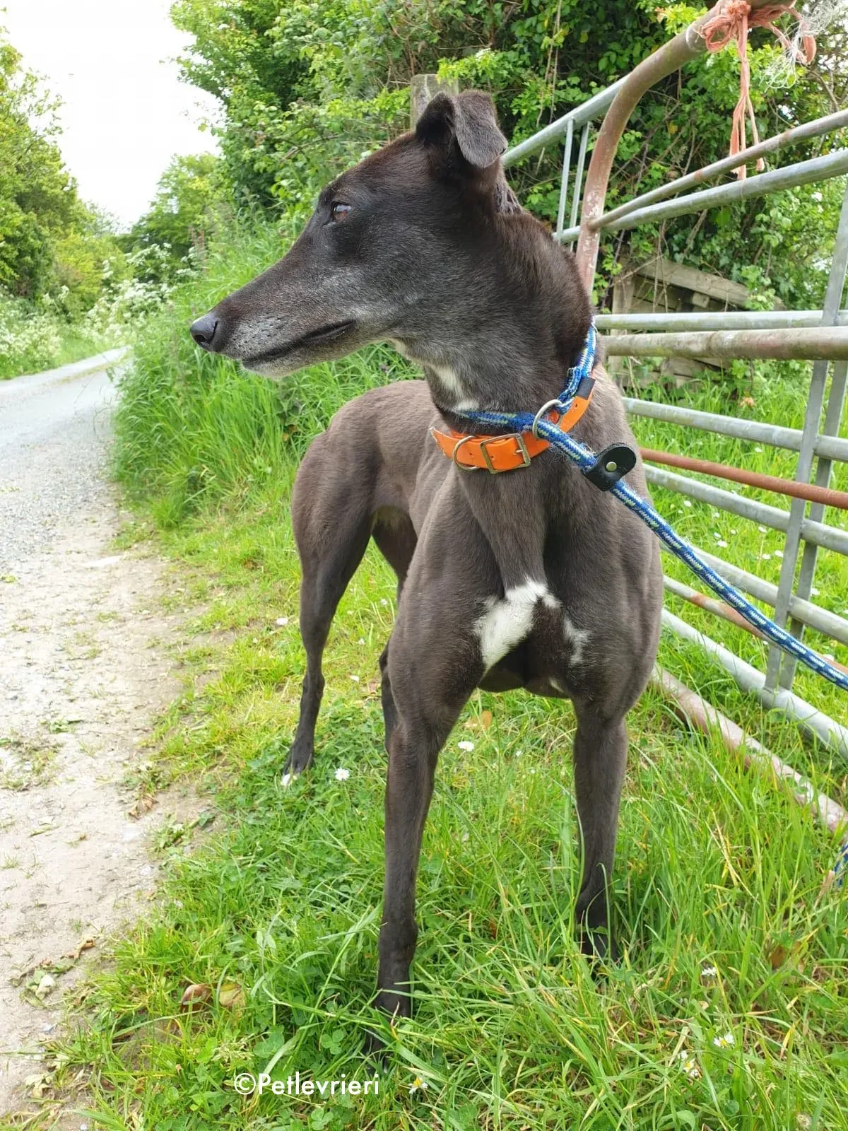 buttons adozione levrieri greyhound 10